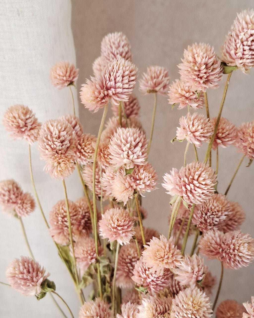 Blush Pink Dried Gomphrena Stems, Soft Pink Dried Flowers, Dried Flower Stems for Florists, Wedding Decor, Vase Flowers, DIY Floral