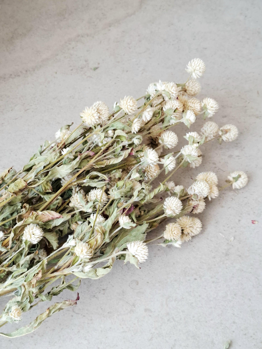 Dried Gomphrena Stems, Natural Ivory Dried Flowers, Dried Flower Material, Florist Supply, DIY Craft Flowers, Neutral Floral Decor