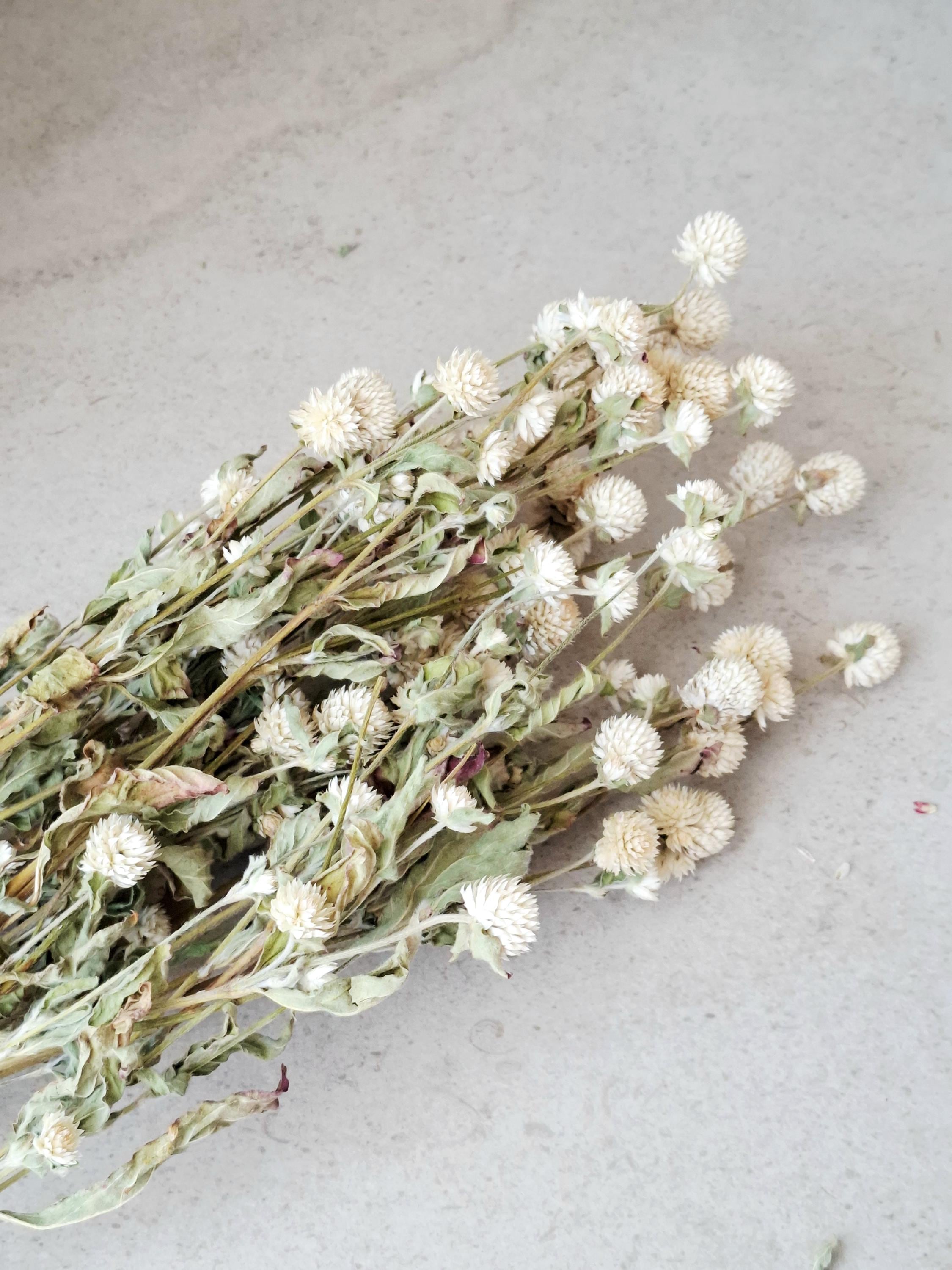 Dried Gomphrena Stems, Natural Ivory Dried Flowers, Dried Flower Material, Florist Supply, DIY Craft Flowers, Neutral Floral Decor