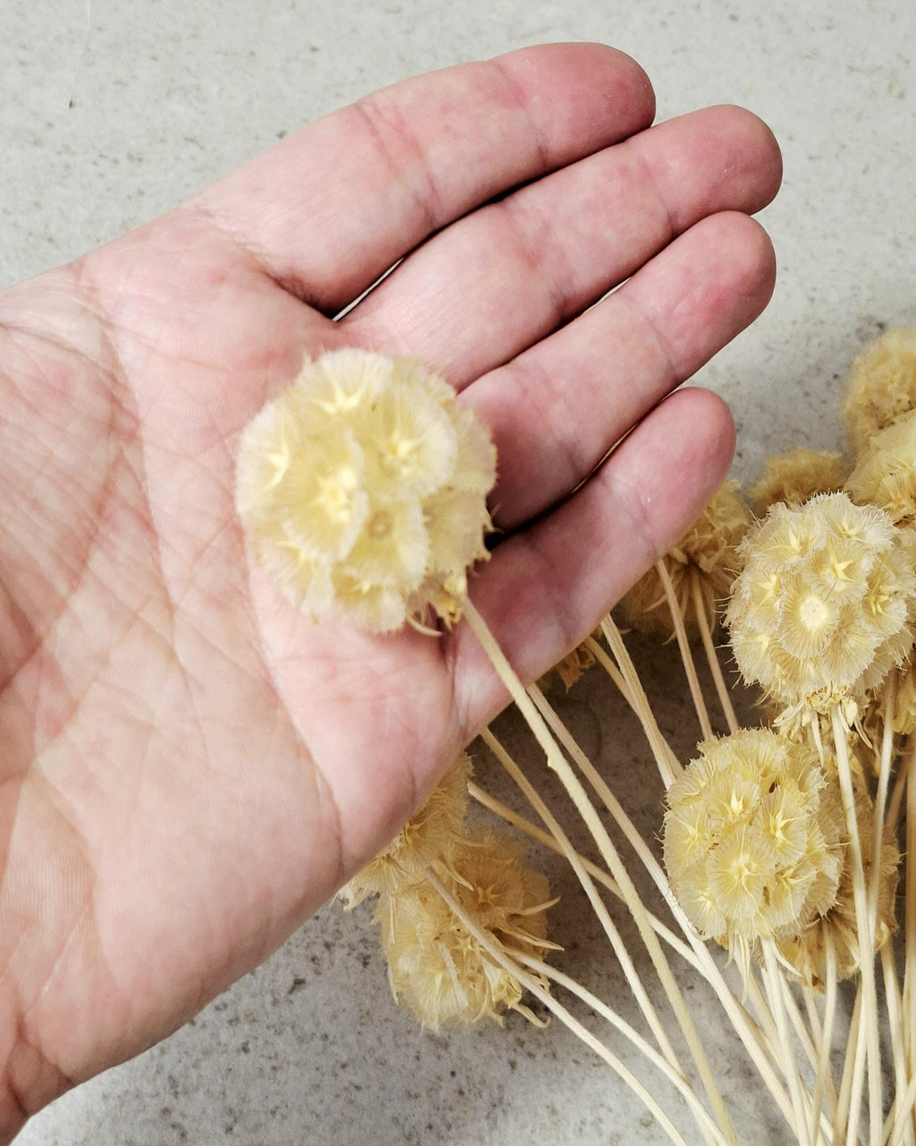 Dried Scabiosa Pods Stems, Natural Beige Dried Flowers, Floral Supply for Florists, DIY Crafts, Neutral Decor, Wedding Material
