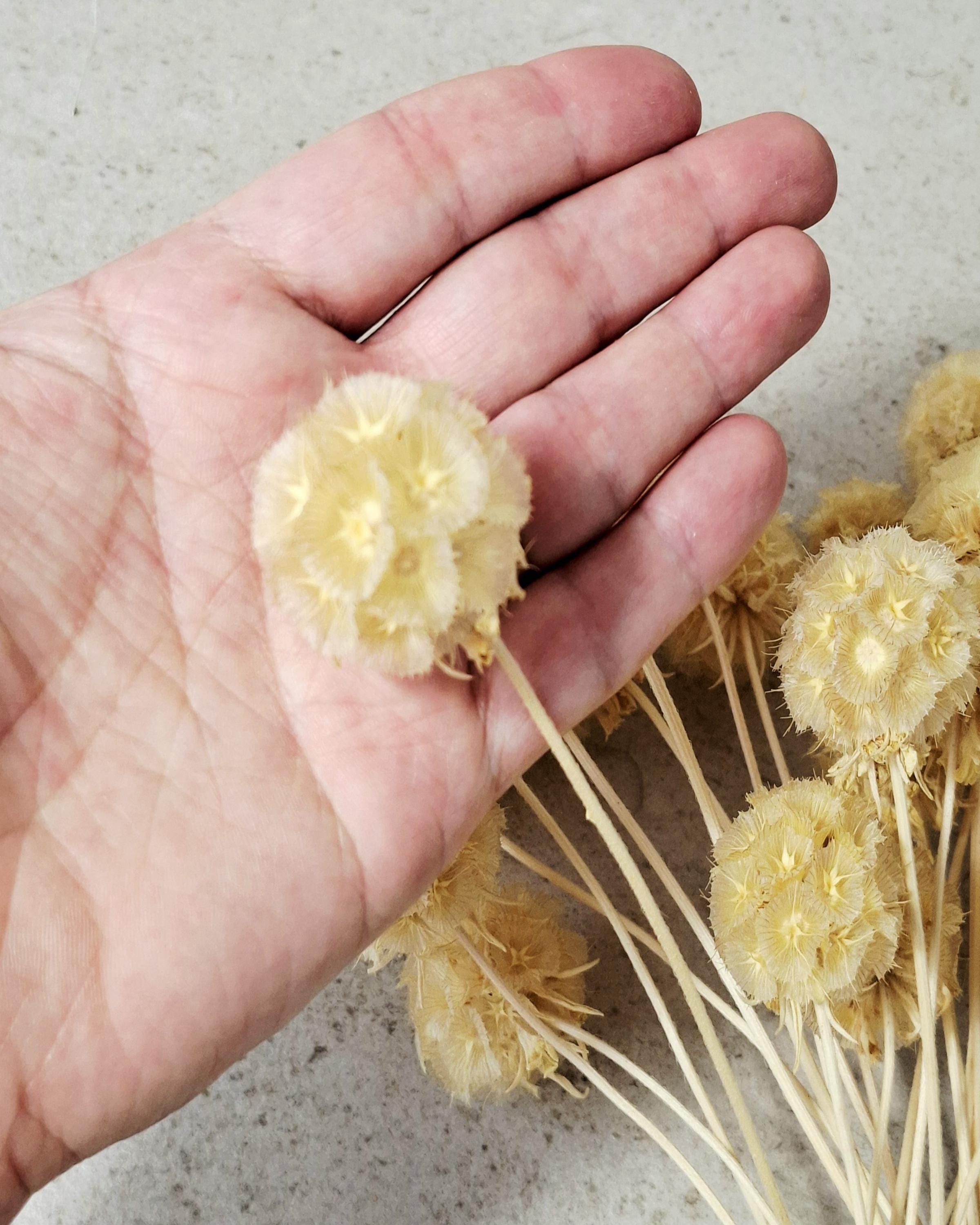 Dried Scabiosa Pods Stems, Natural Beige Dried Flowers, Floral Supply for Florists, DIY Crafts, Neutral Decor, Wedding Material