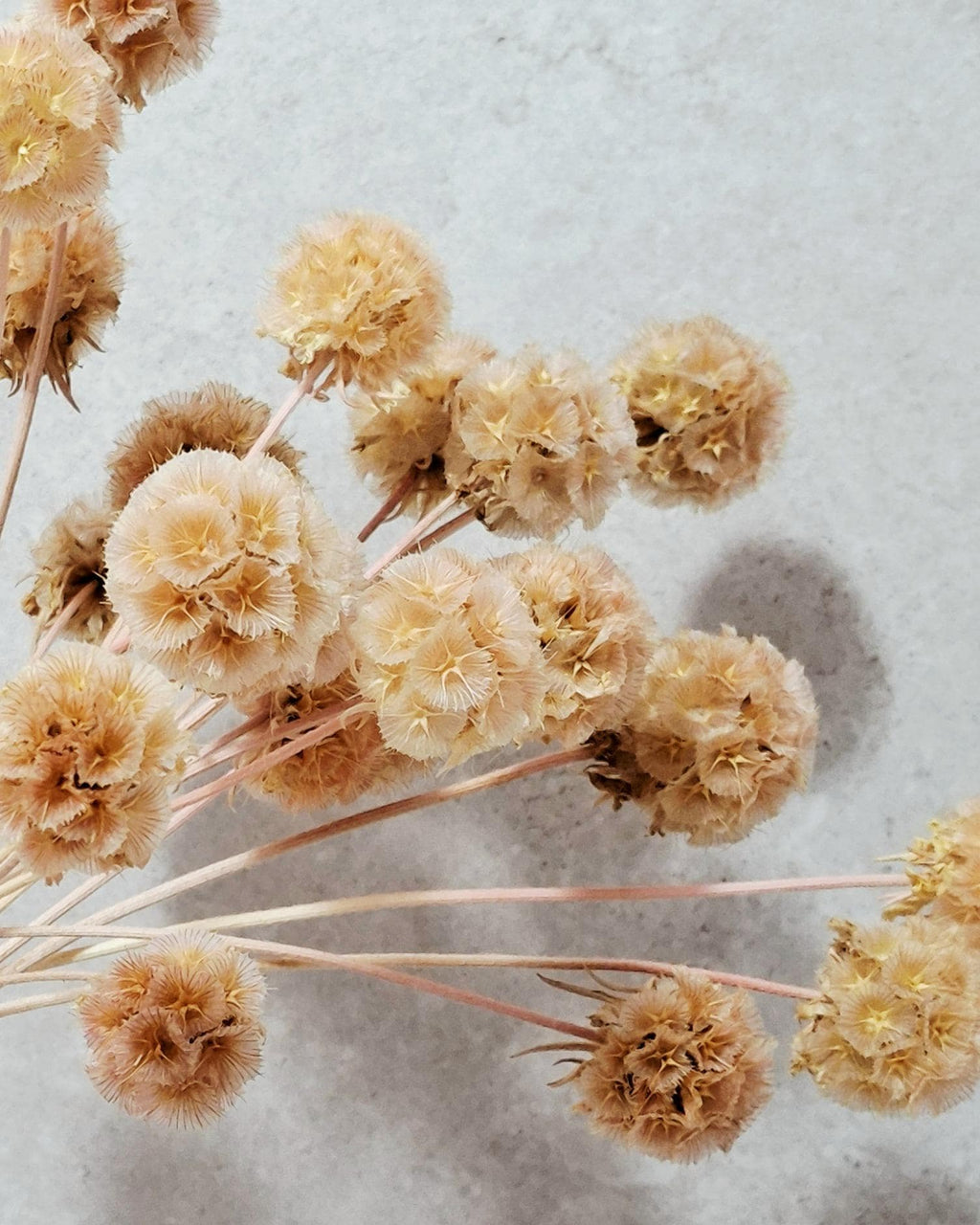 Dried Scabiosa Pods, Natural Peach Beige Stems, Dried Flower Supply, Floral Material for Florists, DIY Craft Flowers