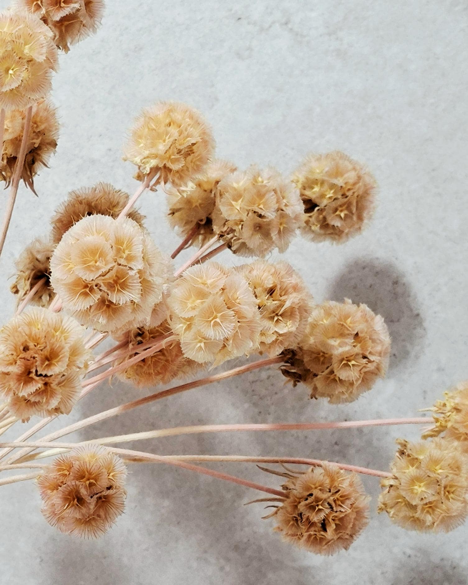 Dried Scabiosa Pods, Natural Peach Beige Stems, Dried Flower Supply, Floral Material for Florists, DIY Craft Flowers
