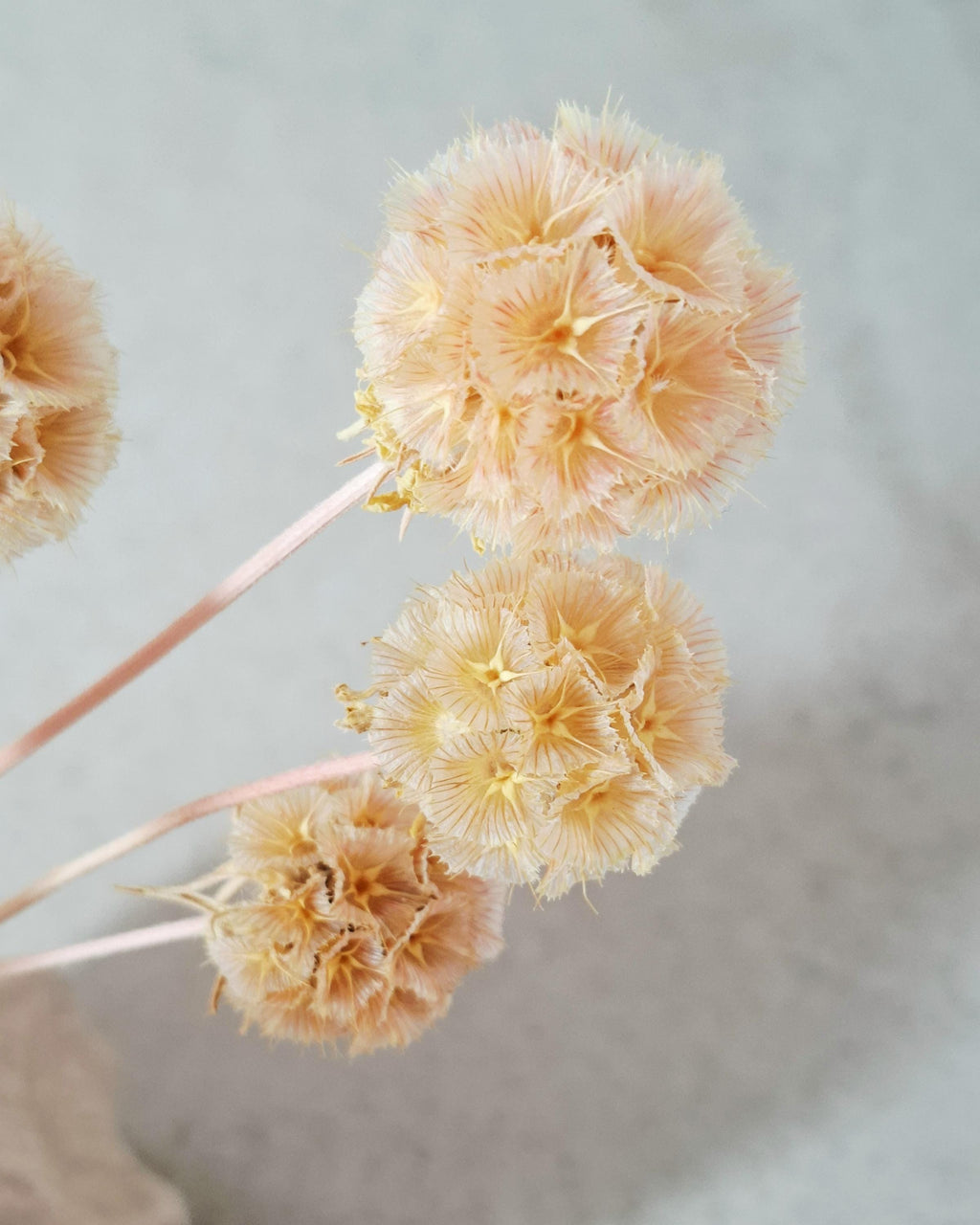 Dried Scabiosa Pods, Natural Peach Beige Stems, Dried Flower Supply, Floral Material for Florists, DIY Craft Flowers