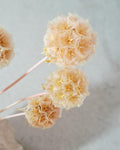 Dried Scabiosa Pods, Natural Peach Beige Stems, Dried Flower Supply, Floral Material for Florists, DIY Craft Flowers