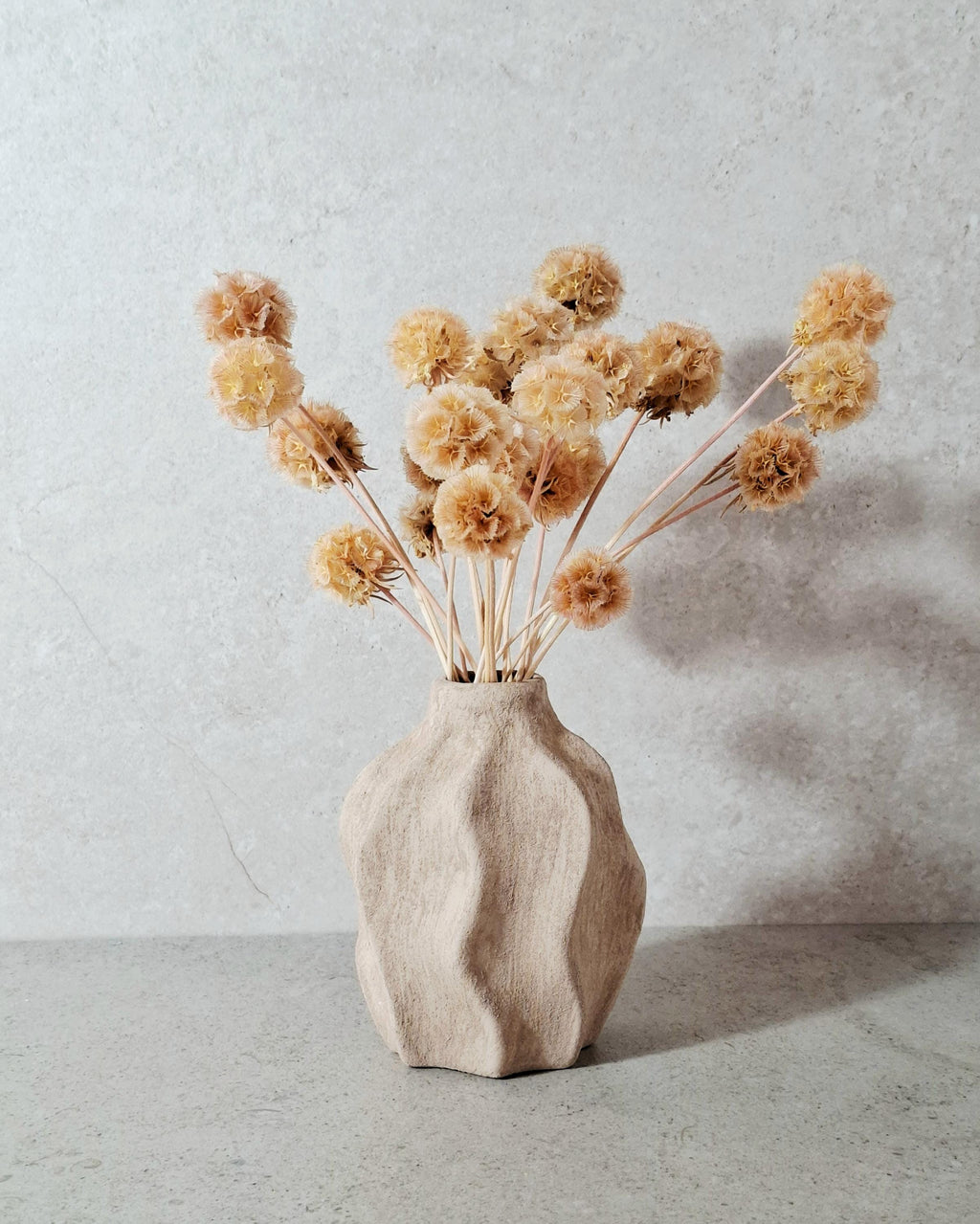 Dried Scabiosa Pods, Natural Peach Beige Stems, Dried Flower Supply, Floral Material for Florists, DIY Craft Flowers