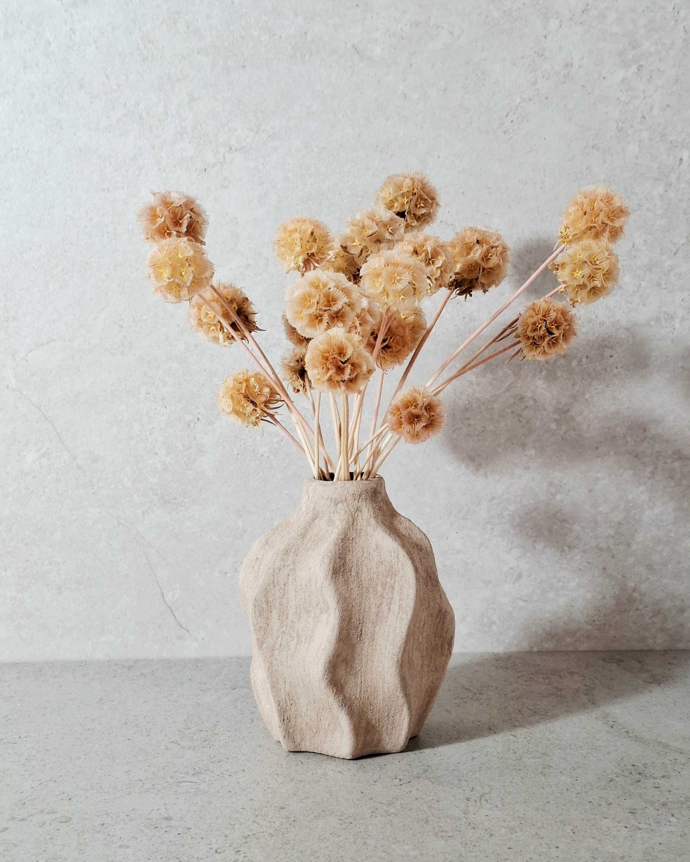 Dried Scabiosa Pods, Natural Peach Beige Stems, Dried Flower Supply, Floral Material for Florists, DIY Craft Flowers