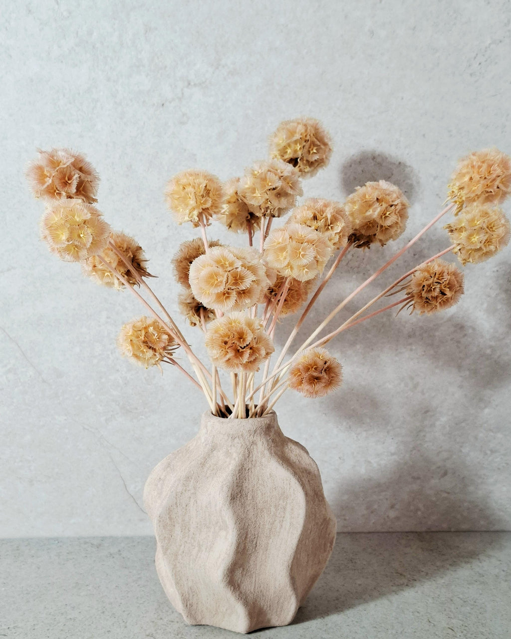 Dried Scabiosa Pods, Natural Peach Beige Stems, Dried Flower Supply, Floral Material for Florists, DIY Craft Flowers