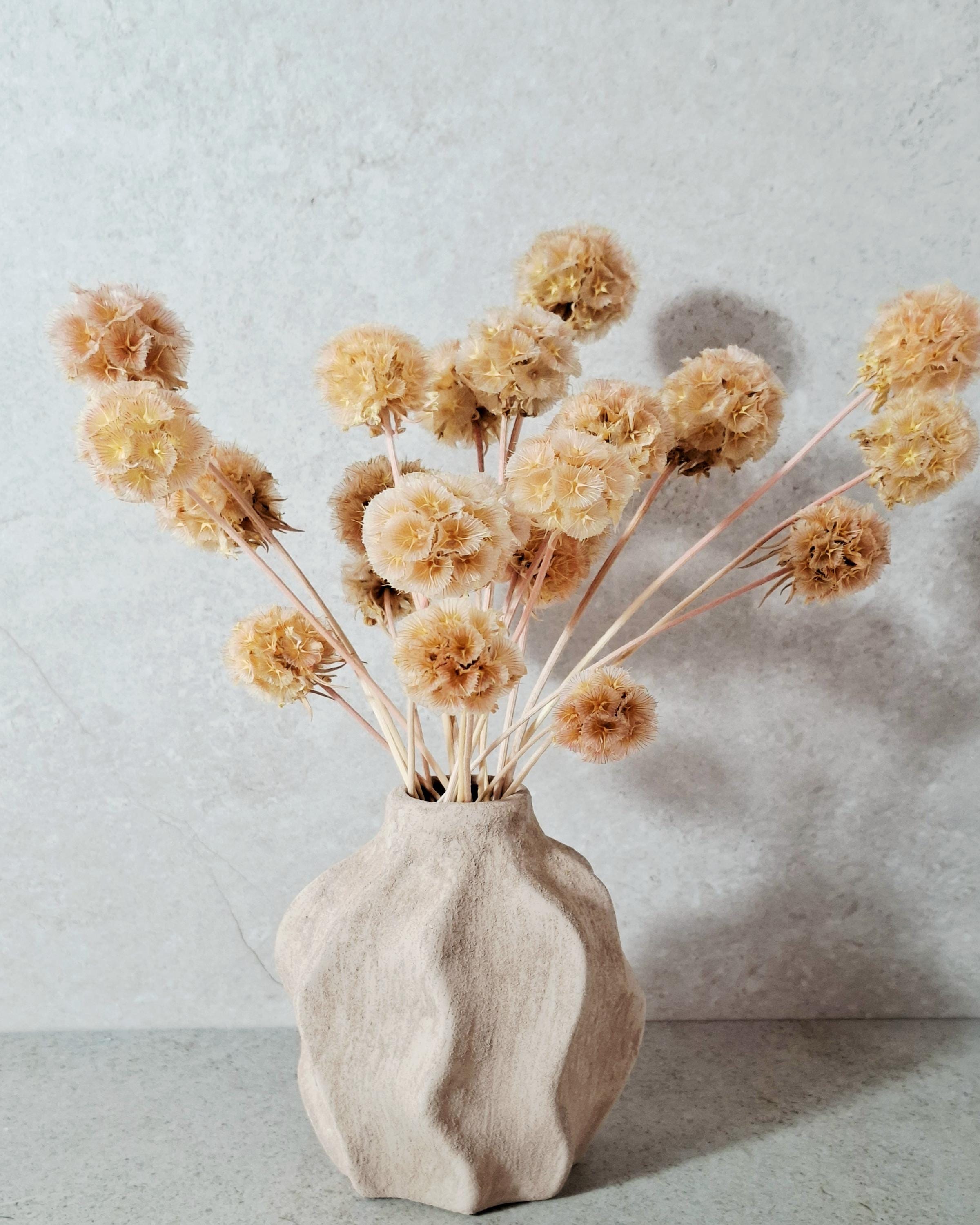 Dried Scabiosa Pods, Natural Peach Beige Stems, Dried Flower Supply, Floral Material for Florists, DIY Craft Flowers