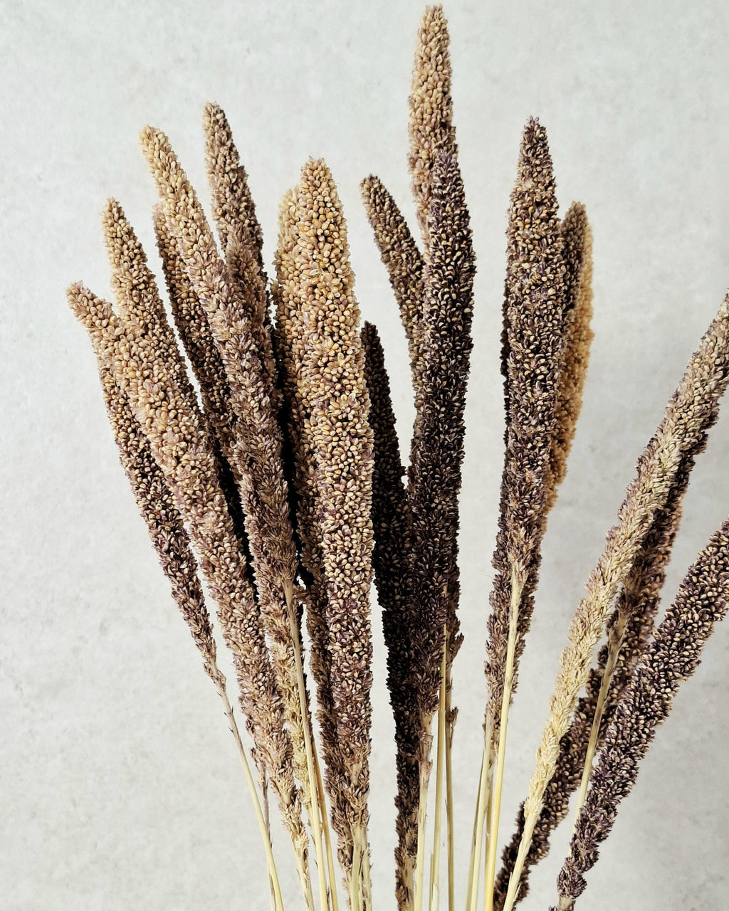 Dried Setaria Grass Natural Brown Beige, Bunny Tail Grass Stems, Floral Supply, Dried Grass for Florists, Neutral Decor