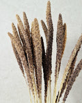 Dried Setaria Grass Natural Brown Beige, Bunny Tail Grass Stems, Floral Supply, Dried Grass for Florists, Neutral Decor