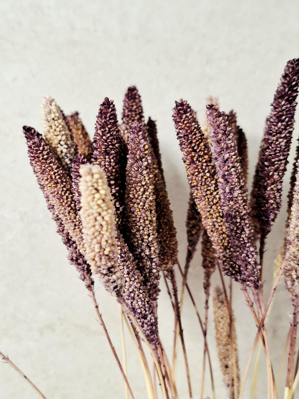 Natural Dried Setaria Stems 50–60 cm | Purple Brown Millet Grass | Dried Floral Supply for Florists, Crafts & Decor