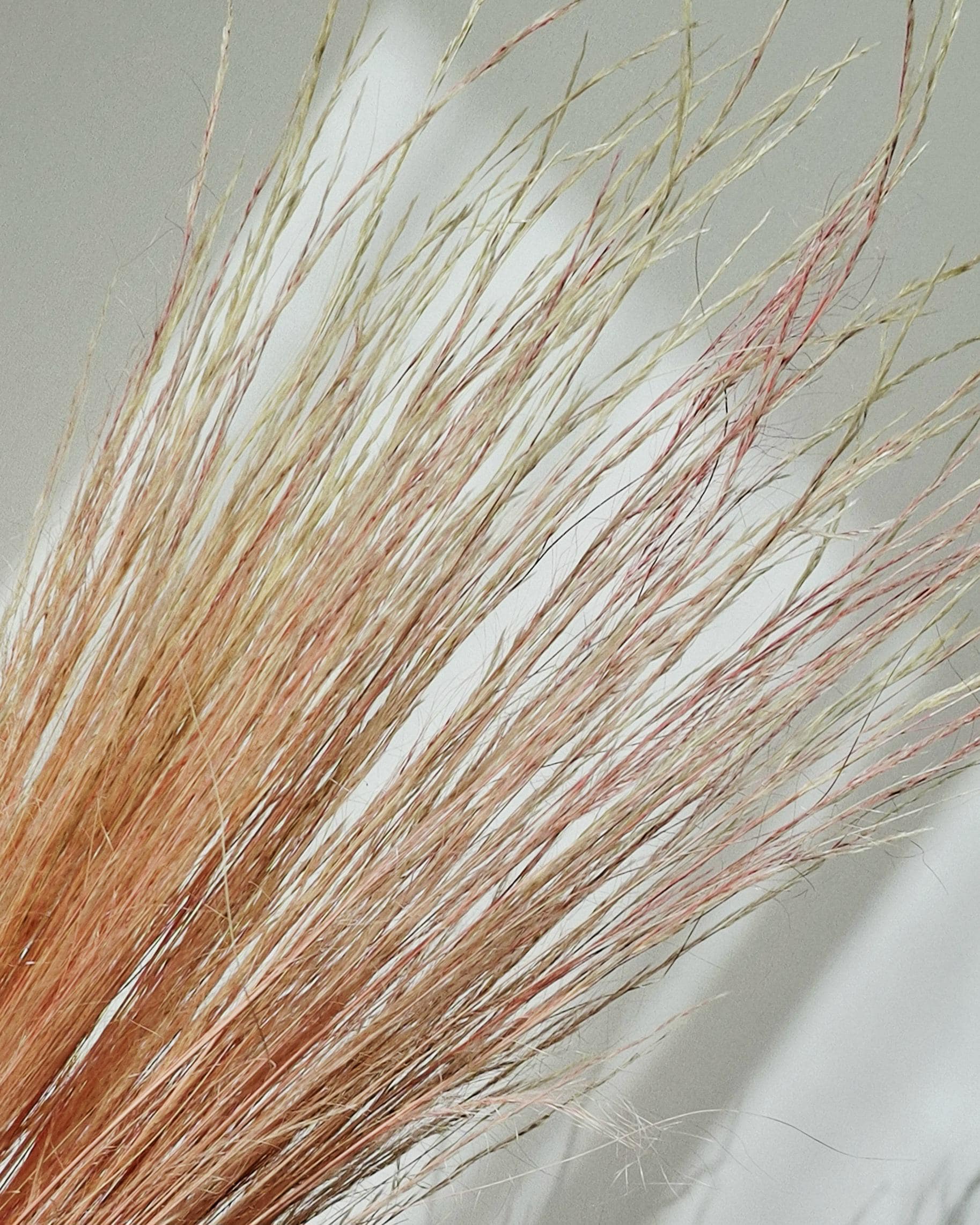 Dried Pony Grass Bundle 60 cm | Peach Coral Natural Dried Grass | Boho Floral Supply & Ready Bouquet | Vase Decor, Interior Styling