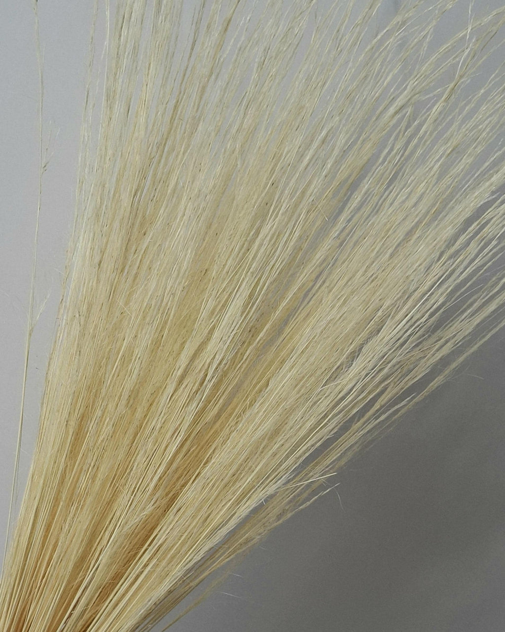 Dried Pony Grass Bundle 60 cm | Natural Beige Pampas Style | Minimalist Home Decor | Boho Vase Arrangement | Neutral Dried Grass