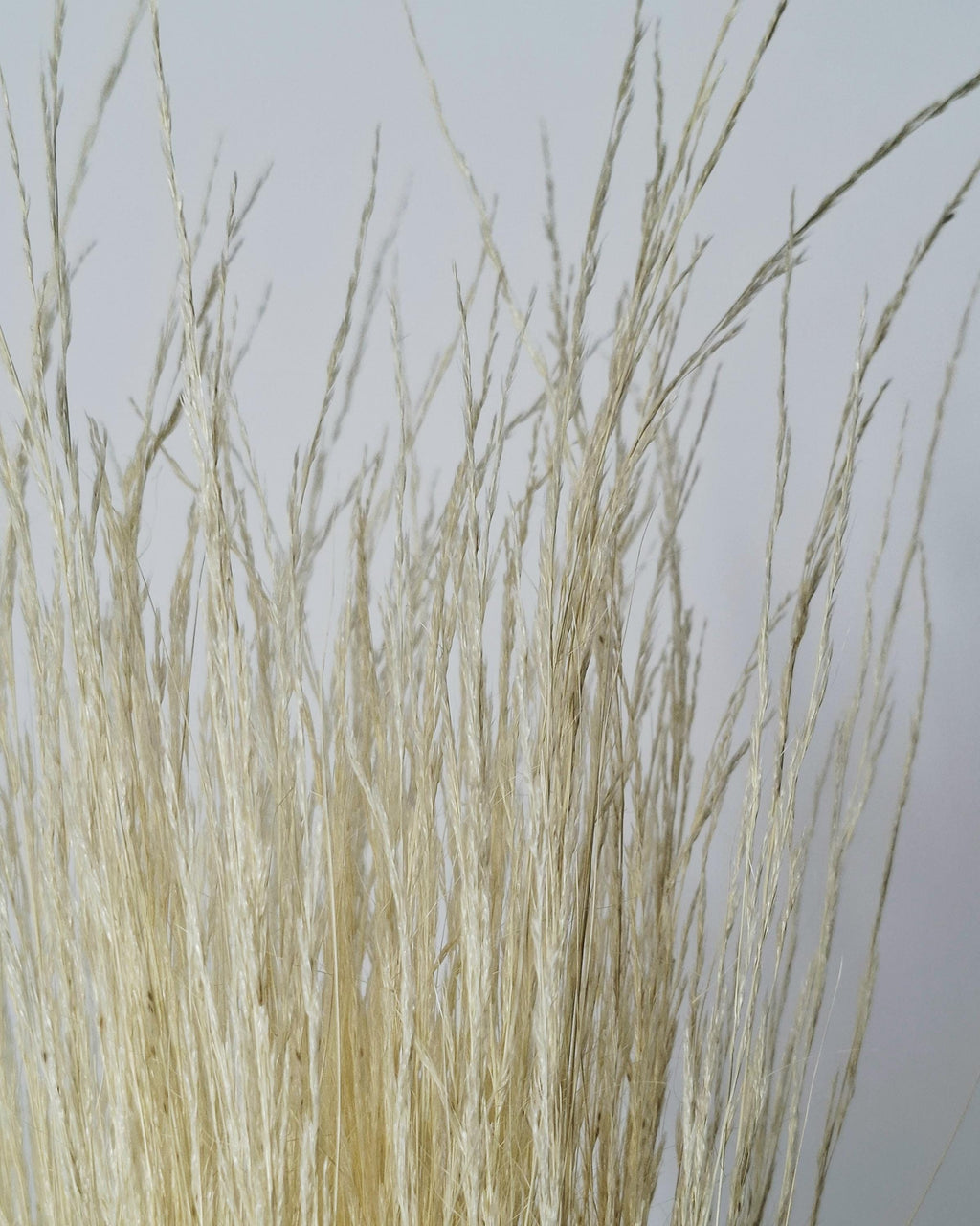 Dried Pony Grass Bundle 60 cm | Natural Beige Pampas Style | Minimalist Home Decor | Boho Vase Arrangement | Neutral Dried Grass