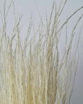 Dried Pony Grass Bundle 60 cm | Natural Beige Pampas Style | Minimalist Home Decor | Boho Vase Arrangement | Neutral Dried Grass
