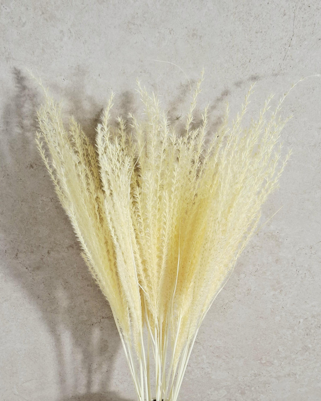 Dried Miscanthus Grass Stems 60 cm | Warm Cream Beige Pampas Style | Fluffy Dried Grass | Boho Decor | Natural Dried Flowers