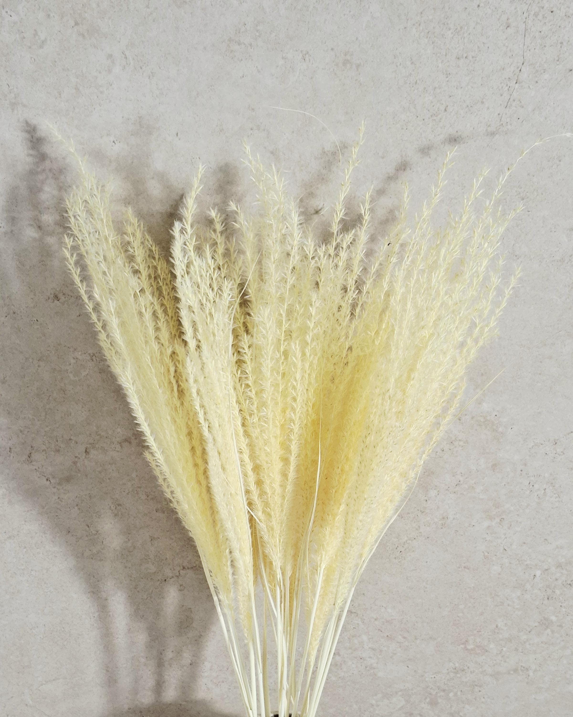 Dried Miscanthus Grass Stems 60 cm | Warm Cream Beige Pampas Style | Fluffy Dried Grass | Boho Decor | Natural Dried Flowers