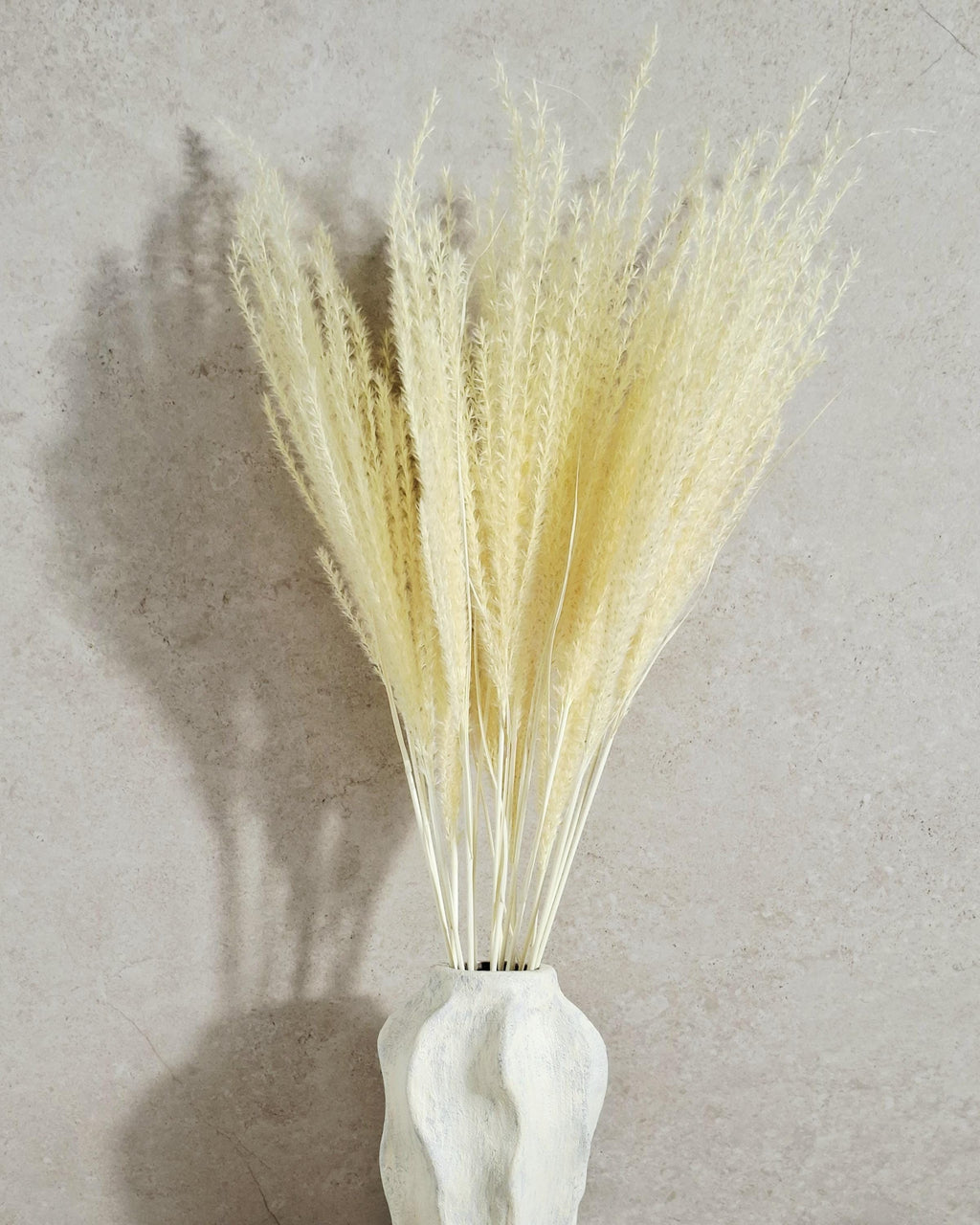 Dried Miscanthus Grass Stems 60 cm | Warm Cream Beige Pampas Style | Fluffy Dried Grass | Boho Decor | Natural Dried Flowers
