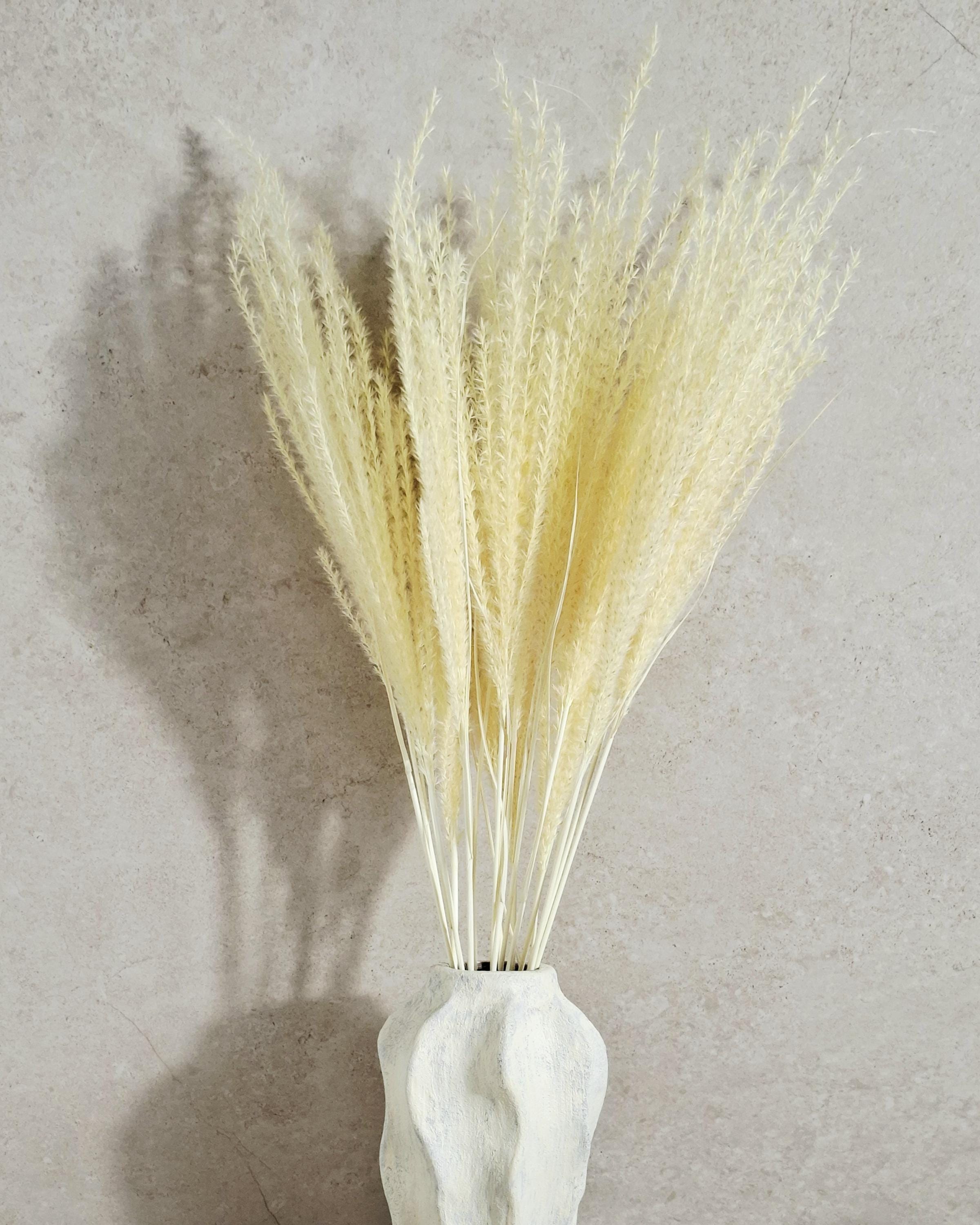 Dried Miscanthus Grass Stems 60 cm | Warm Cream Beige Pampas Style | Fluffy Dried Grass | Boho Decor | Natural Dried Flowers