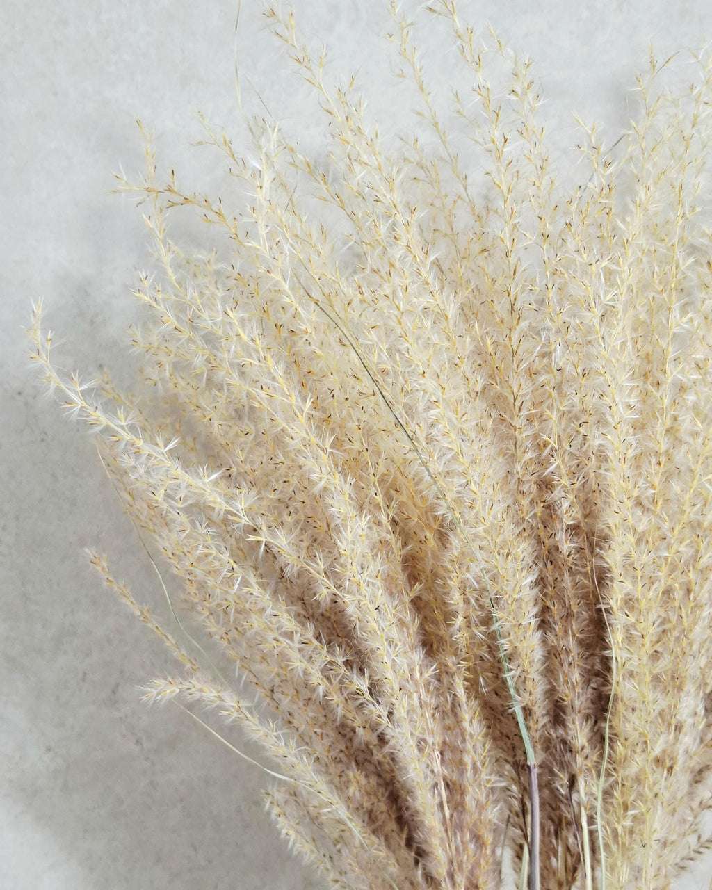Dried Miscanthus 60 cm | Natural Beige Pampas Style Grass | Boho Home Decor | Florist Material | Wedding Arrangement