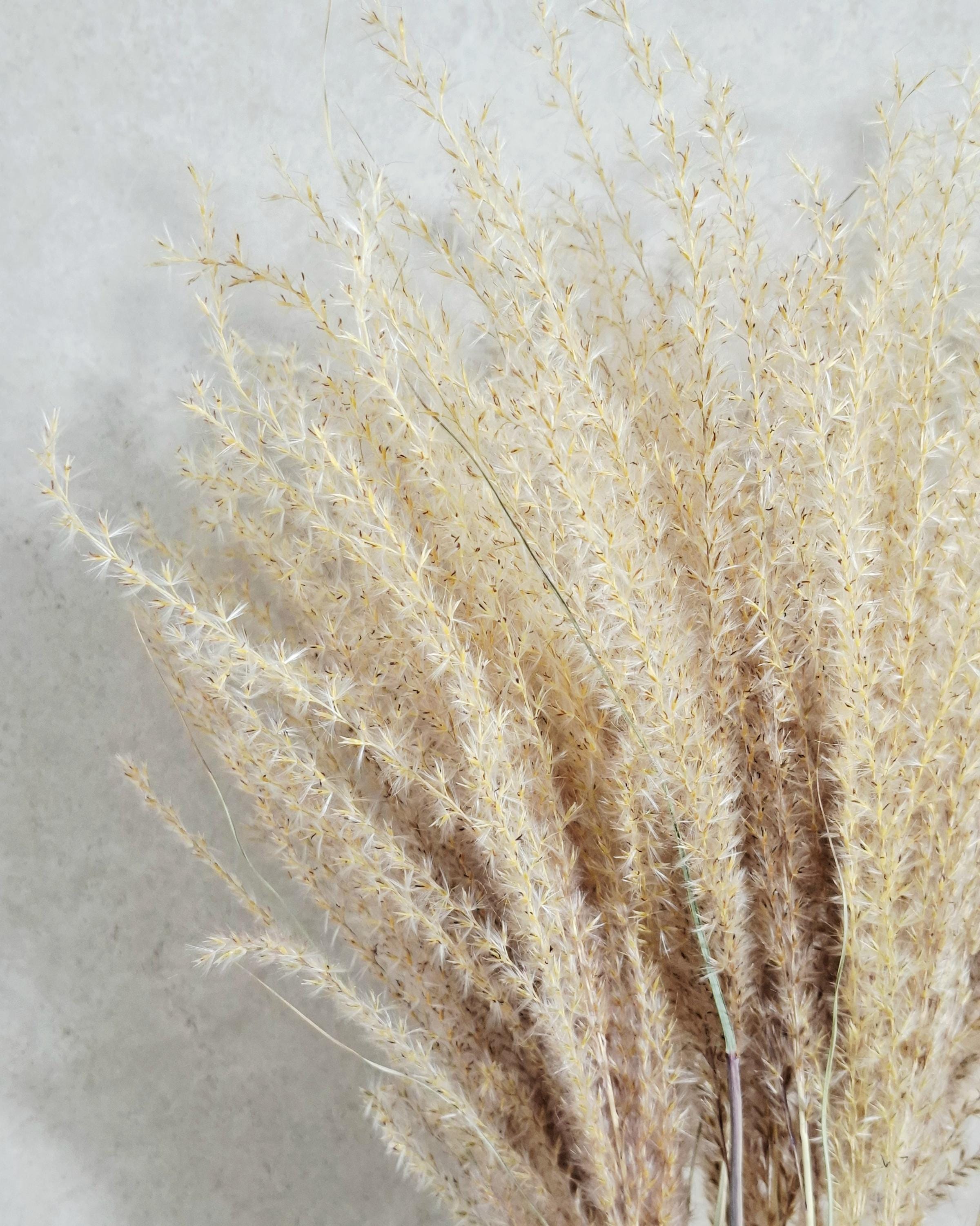 Dried Miscanthus 60 cm | Natural Beige Pampas Style Grass | Boho Home Decor | Florist Material | Wedding Arrangement