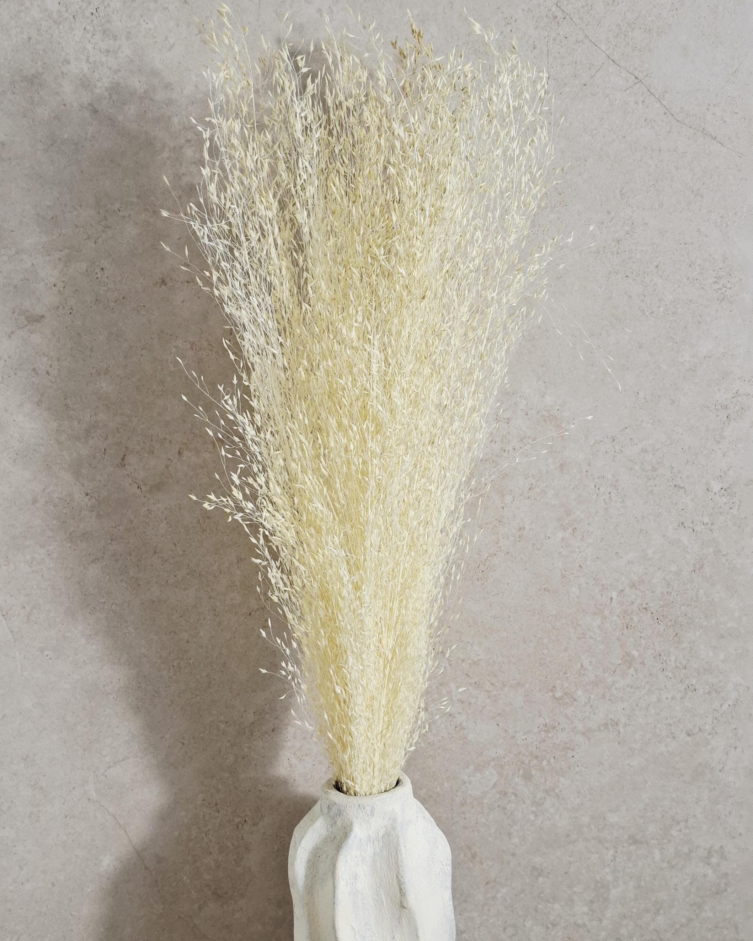 Tall Rice Grass Bundle| Fluffy Dried Grass Bundle | Beige Pampas Style | Airy Boho Bouquet | Wedding Decor | Natural Home Accent
