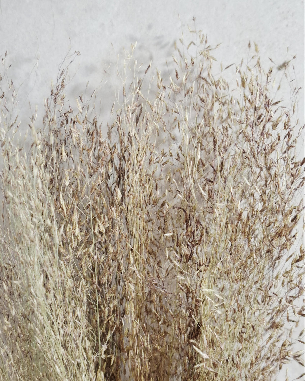 Tall Rice Grass Bundle |Dried Pampas Style Grass | Beige Brown Natural Bundle | Boho Decor | Wedding Arrangement | Rustic Home Accent