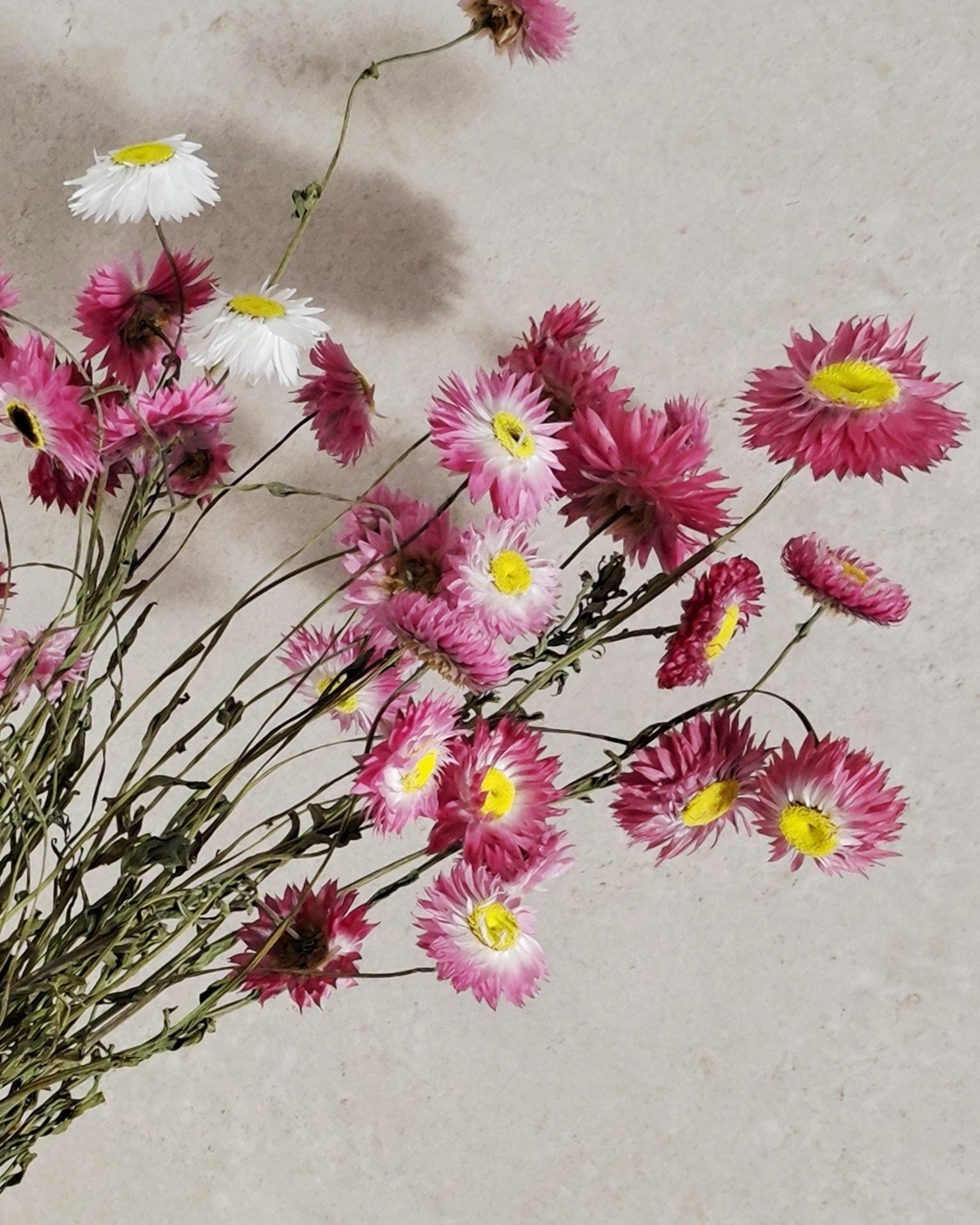 Dried Helichrysum Stems Pink | Everlasting Strawflowers | Natural Dried Flowers for Florists, DIY, Arrangements & Crafts