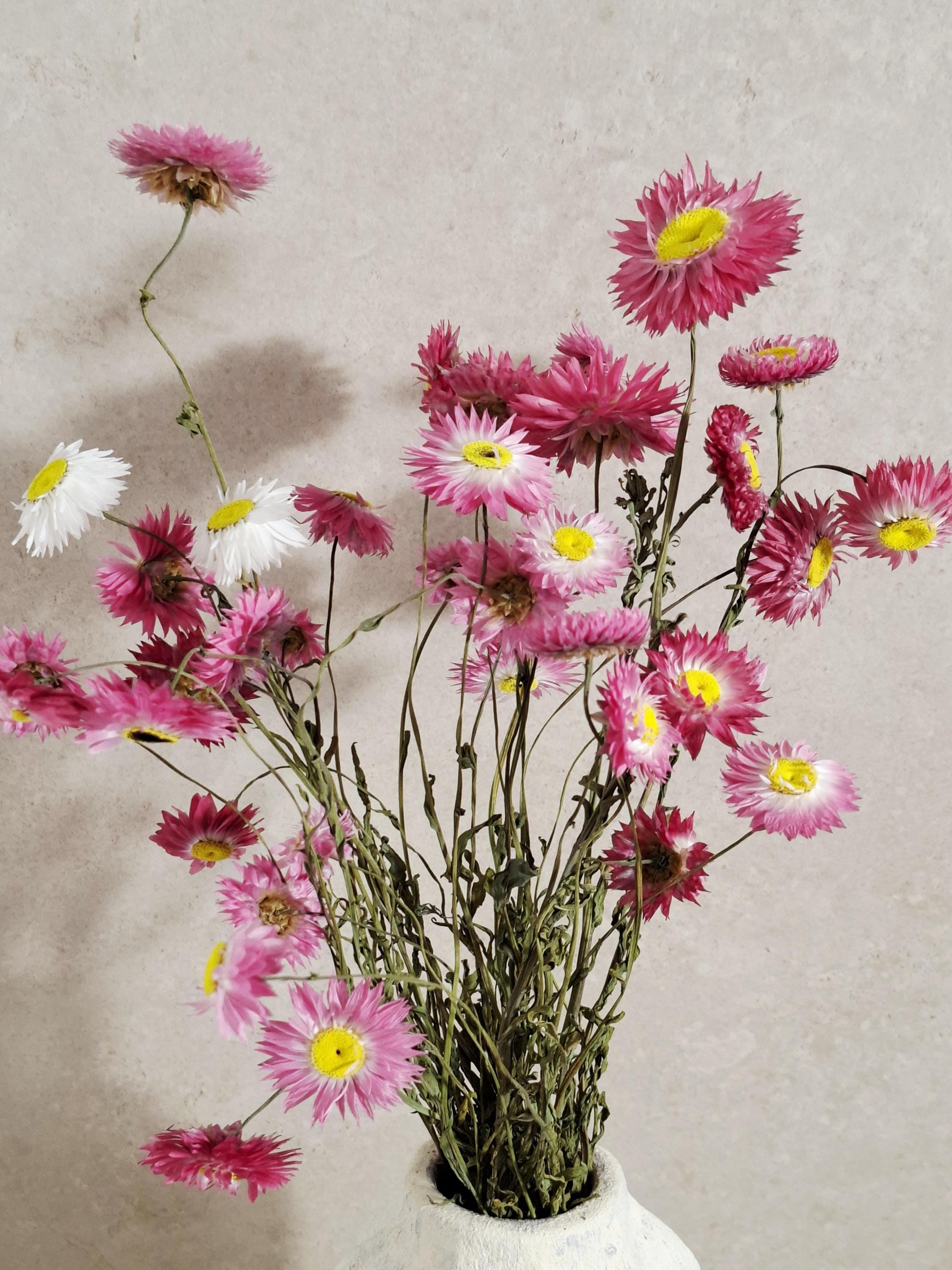 Dried Helichrysum Stems Pink | Everlasting Strawflowers | Natural Dried Flowers for Florists, DIY, Arrangements & Crafts