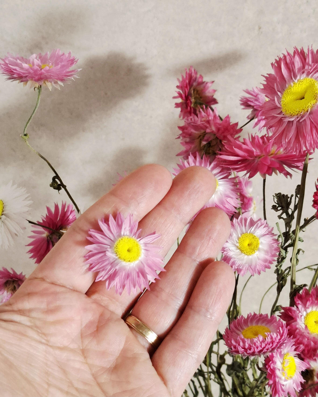 Dried Helichrysum Stems Pink | Everlasting Strawflowers | Natural Dried Flowers for Florists, DIY, Arrangements & Crafts
