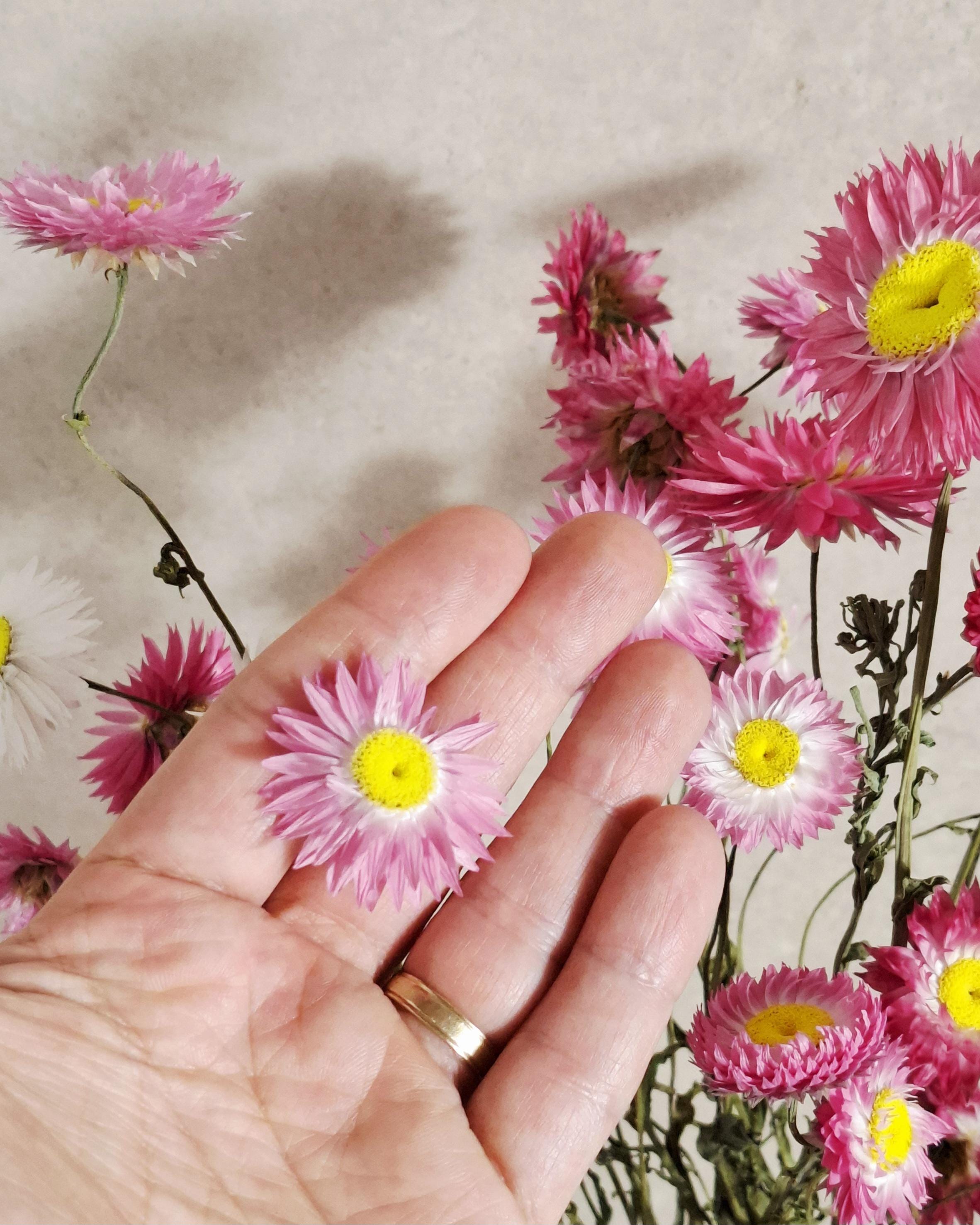Dried Helichrysum Stems Pink | Everlasting Strawflowers | Natural Dried Flowers for Florists, DIY, Arrangements & Crafts