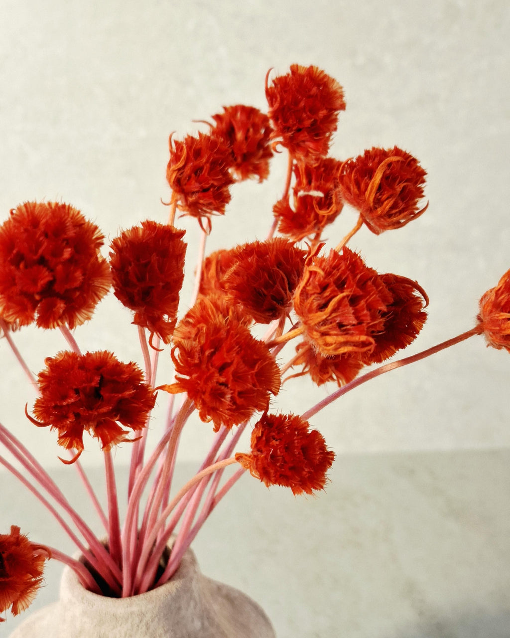 Red Stabilized Scabiosa Pods Stems, Preserved Flower Stems, Florist Supply, Dried Flower Decor, Wedding Florals, DIY Craft, Home Decor