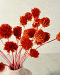 Red Stabilized Scabiosa Pods Stems, Preserved Flower Stems, Florist Supply, Dried Flower Decor, Wedding Florals, DIY Craft, Home Decor