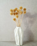 Branched Dried Scabiosa, Natural Beige Scabiosa, 35–40 cm Stems, Neutral Dried Flowers, Boho Decor, Wedding Bouquet Filler