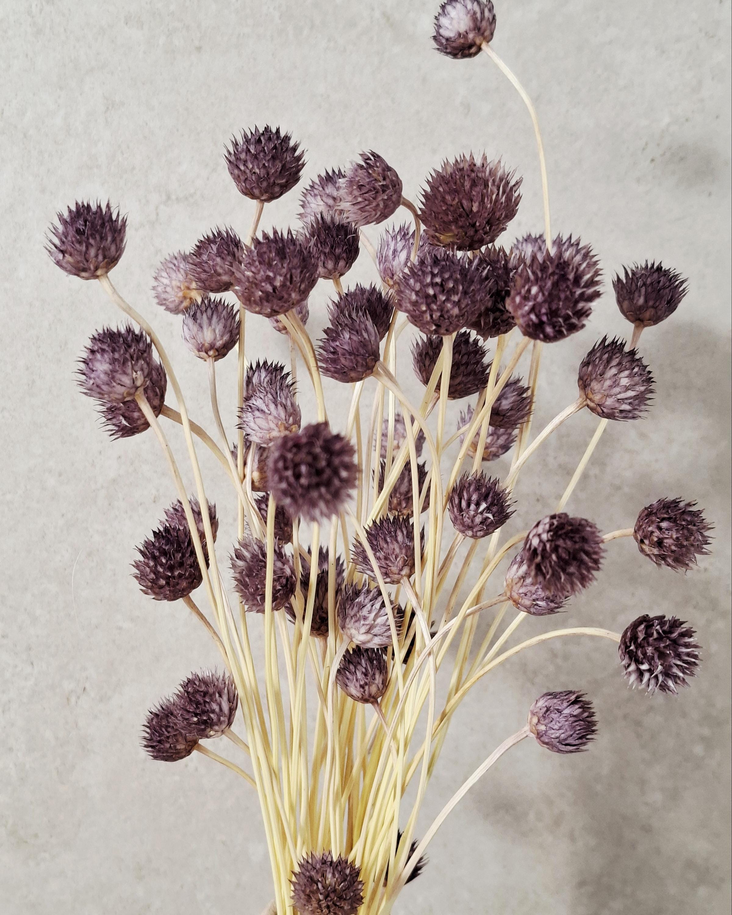 Dried Cephalaria Stems Purple | Natural Globe Flowers | Dried Floral Stems for Florists, DIY Arrangements & Modern Home Decor