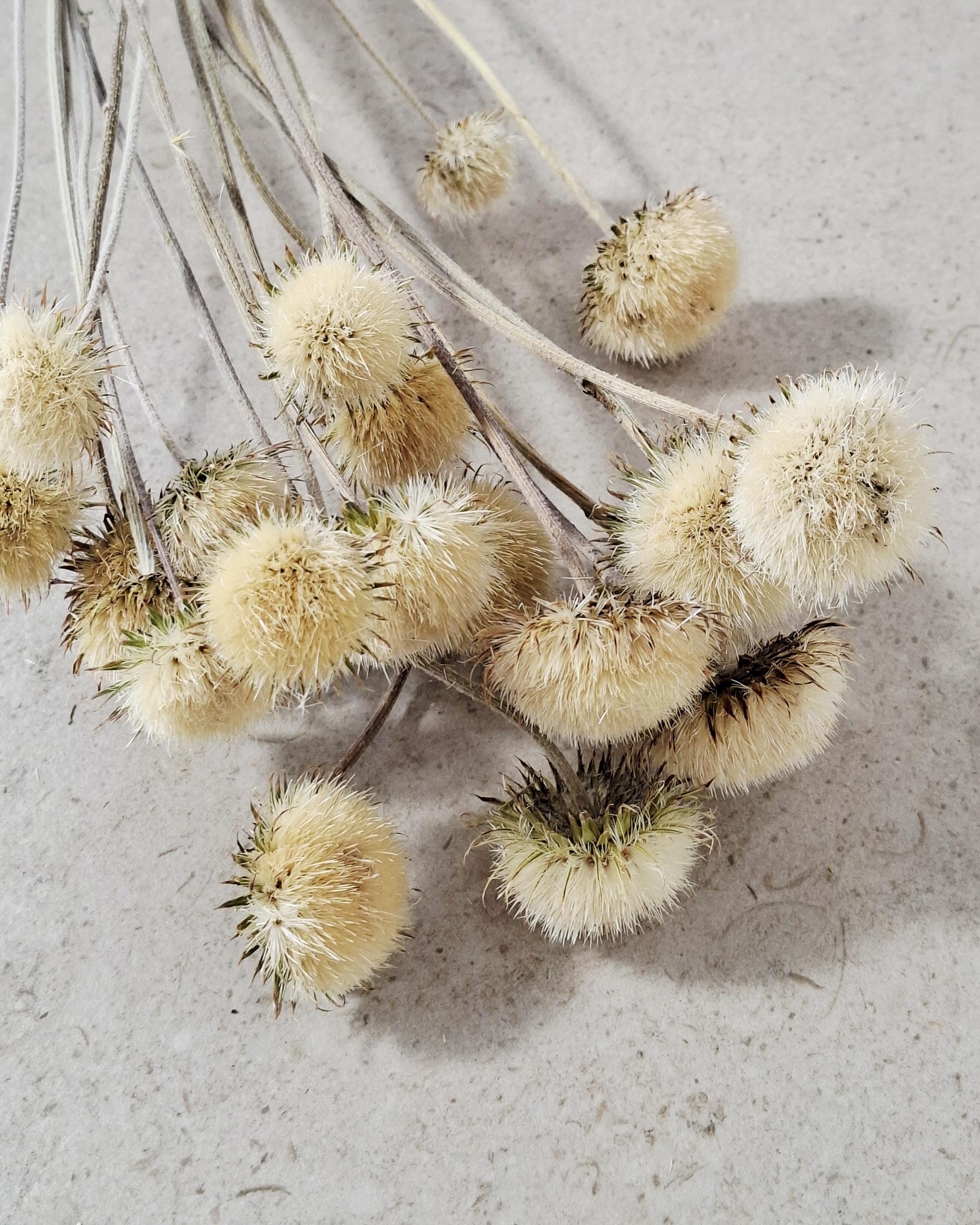 Natural Dried Thistle Stems 60 cm, Beige Dried Flowers, Minimalist Bouquet, Boho Home Decor, Neutral Floral Arrangement