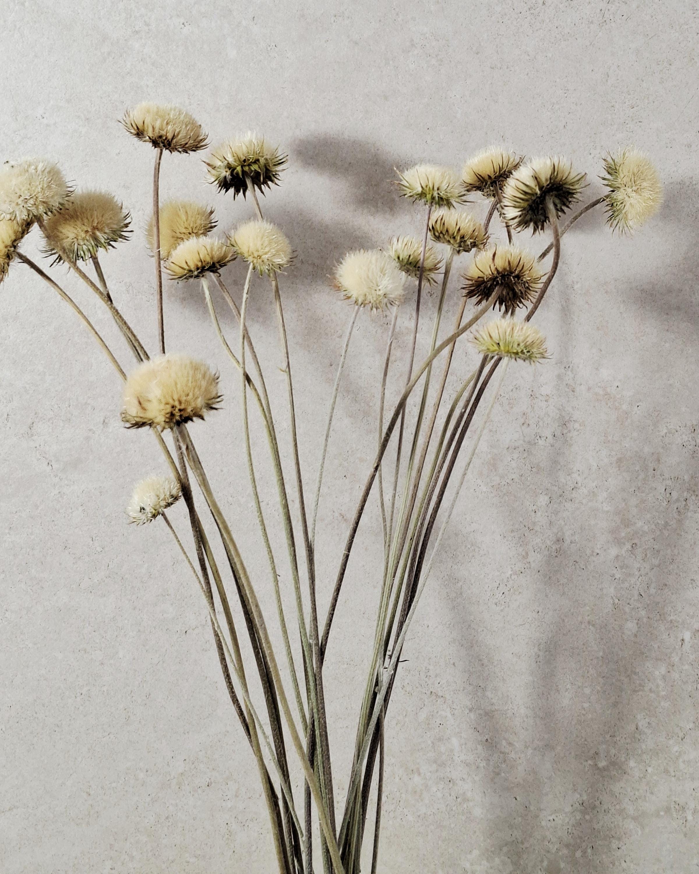 Natural Dried Thistle Stems 60 cm, Beige Dried Flowers, Minimalist Bouquet, Boho Home Decor, Neutral Floral Arrangement