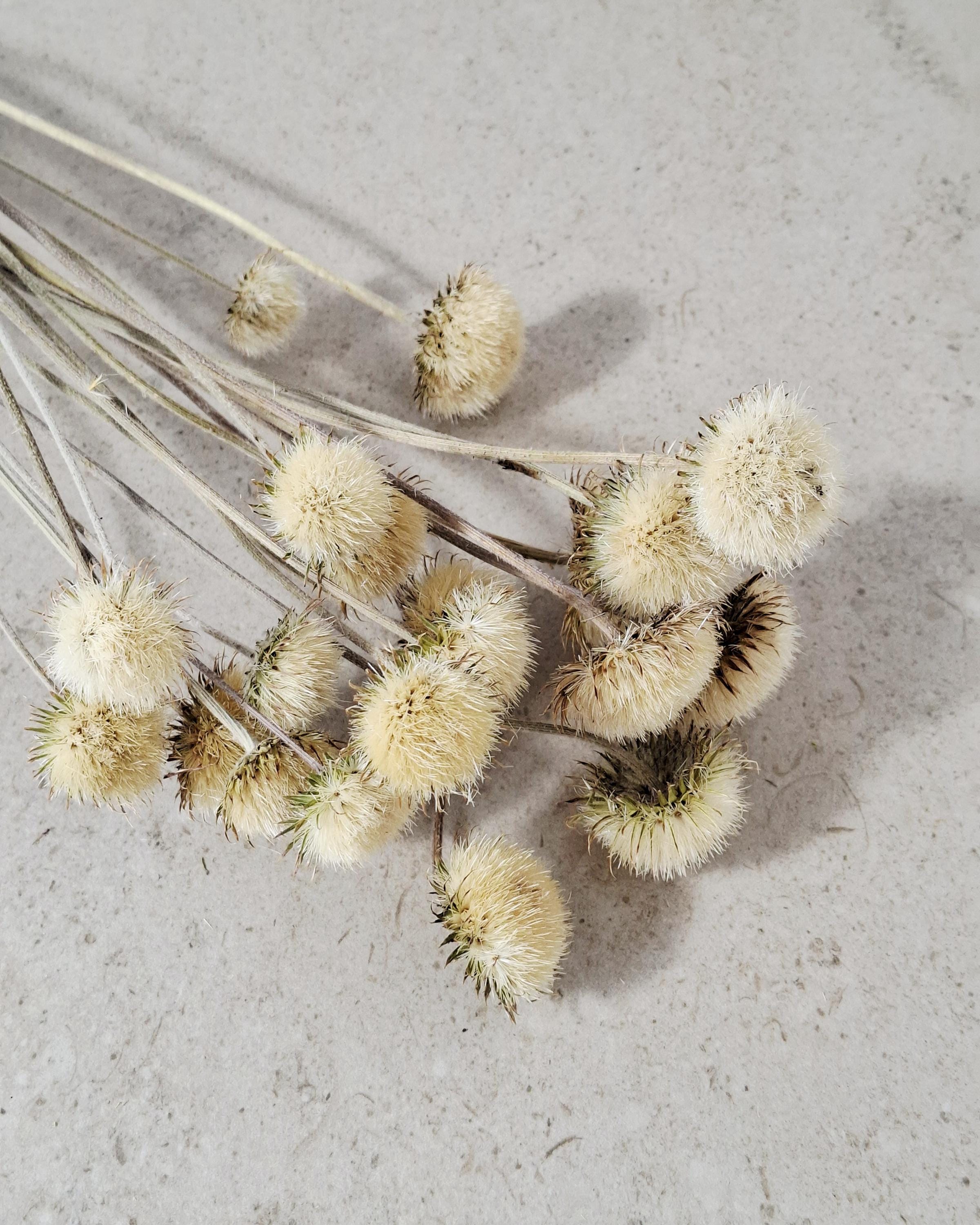 Natural Dried Thistle Stems 60 cm, Beige Dried Flowers, Minimalist Bouquet, Boho Home Decor, Neutral Floral Arrangement