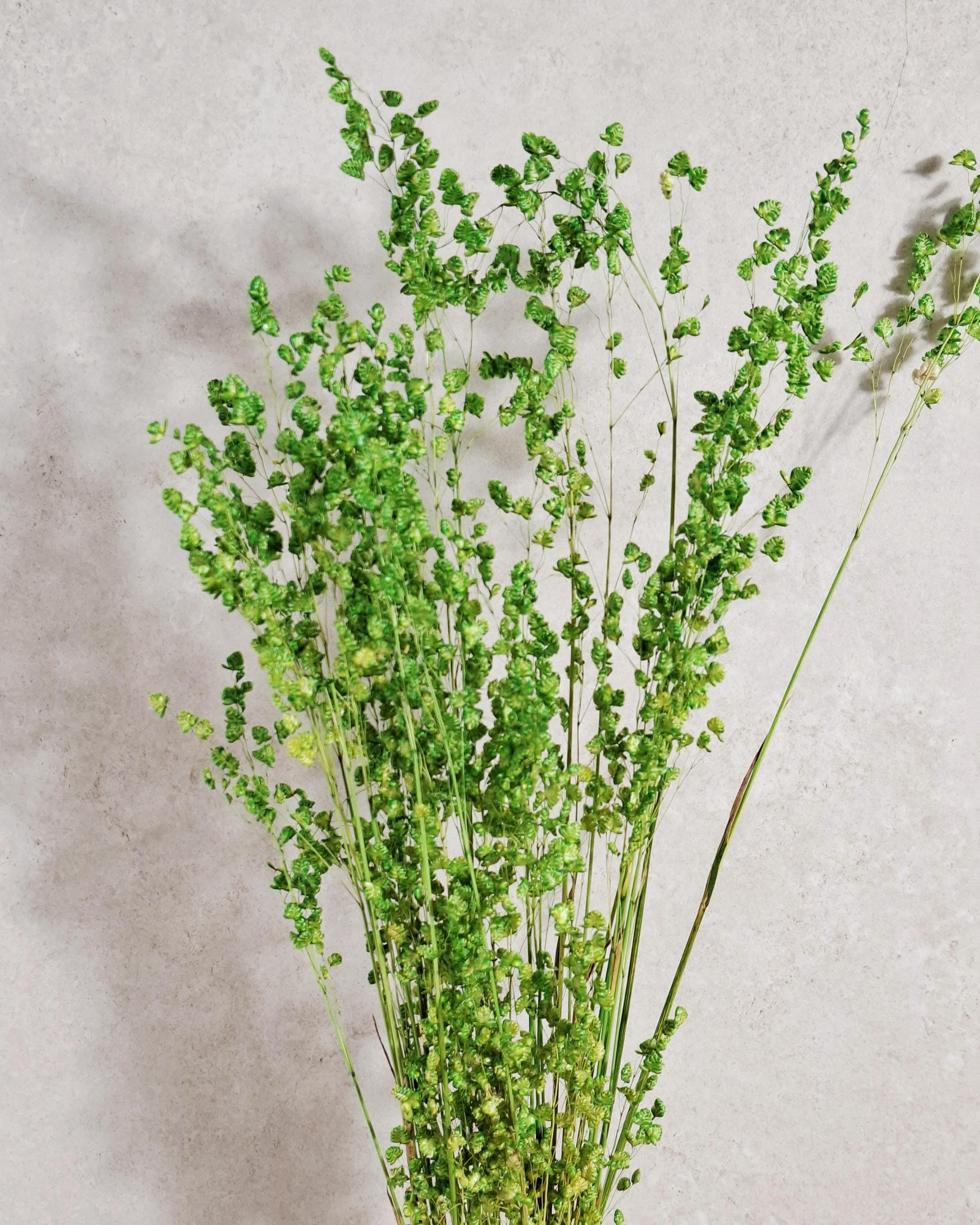 Dried Briza Grass Bouquet 55-60 cm, Vibrant Green, Natural Dried Grass, Minimalist Home Decor, Vase Filler