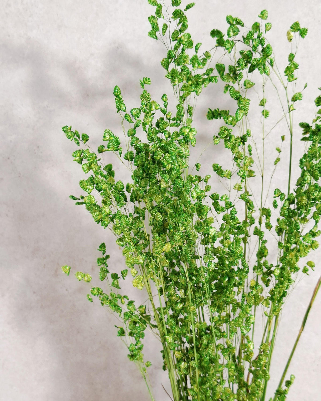Dried Briza Grass Bouquet 55-60 cm, Vibrant Green, Natural Dried Grass, Minimalist Home Decor, Vase Filler