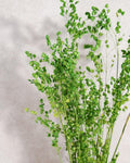 Dried Briza Grass Bouquet 55-60 cm, Vibrant Green, Natural Dried Grass, Minimalist Home Decor, Vase Filler