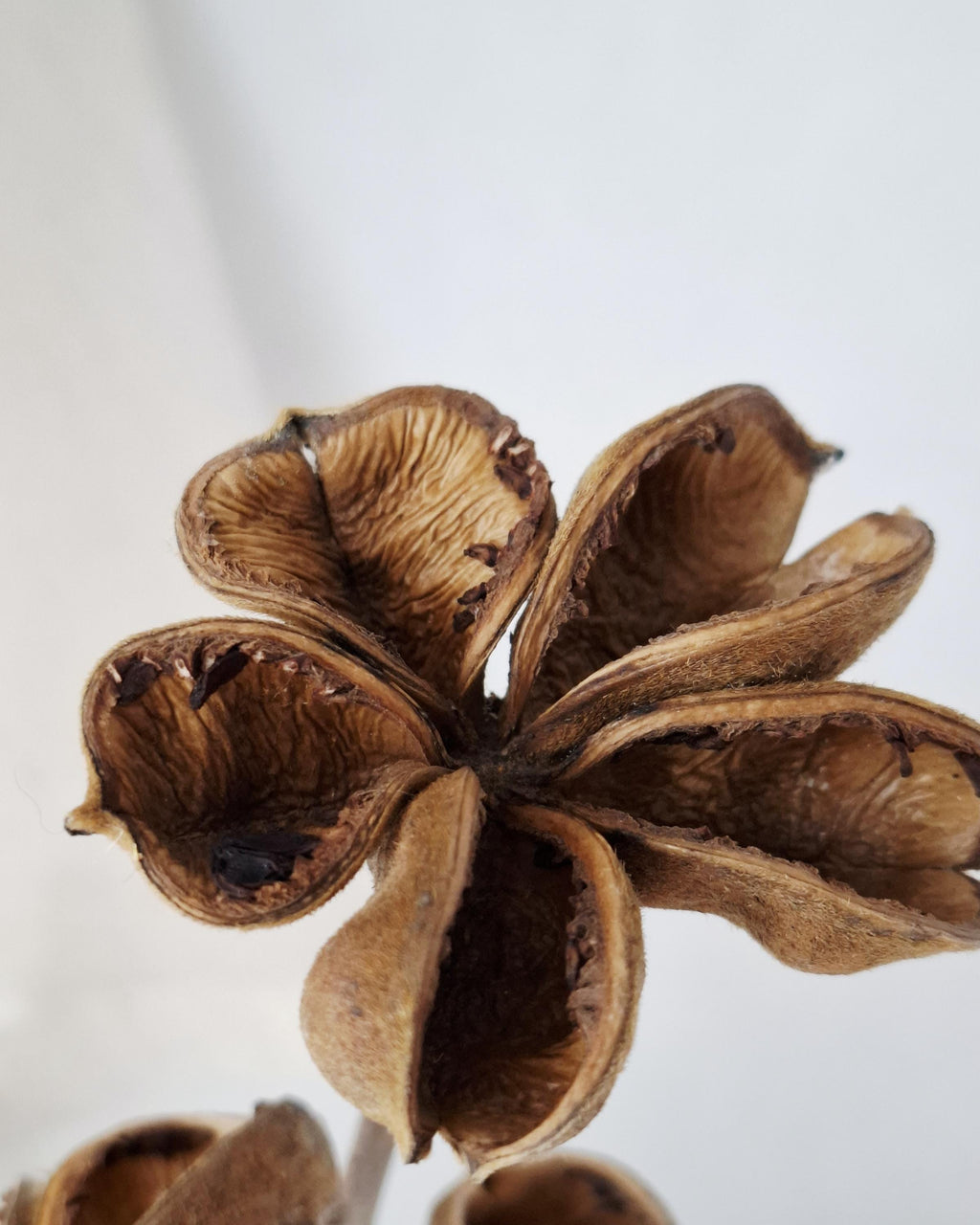 Dried Lotus Style Seed Pods, Tree Peony Pods, Natural Brown Dried Flowers, Botanical Stems for Vase, Rustic Decor