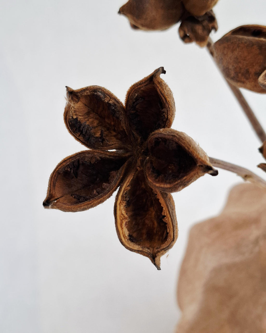 Dried Lotus Style Seed Pods, Tree Peony Pods, Natural Brown Dried Flowers, Botanical Stems for Vase, Rustic Decor