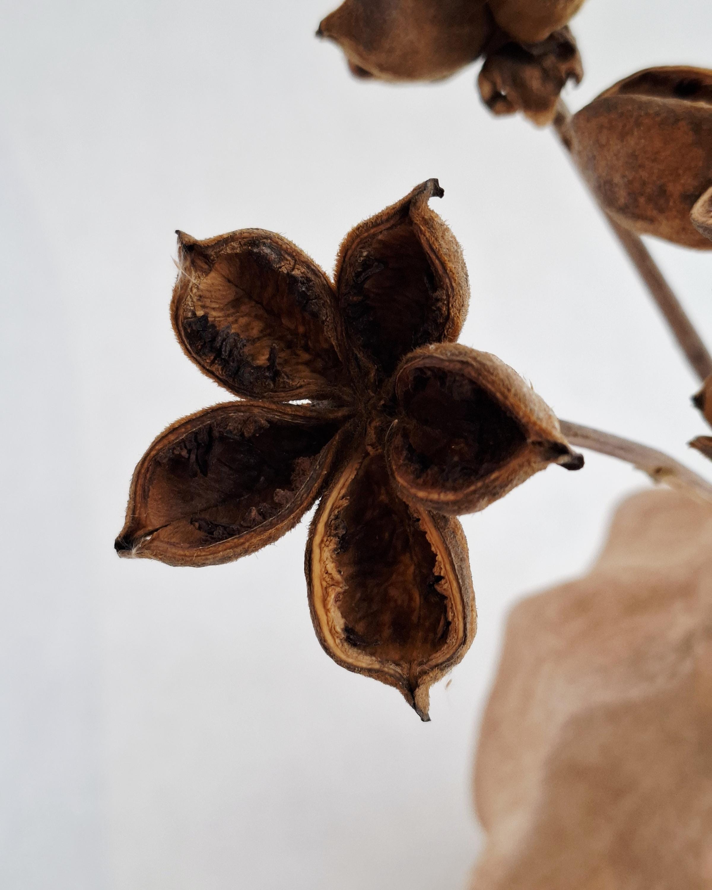 Dried Lotus Style Seed Pods, Tree Peony Pods, Natural Brown Dried Flowers, Botanical Stems for Vase, Rustic Decor