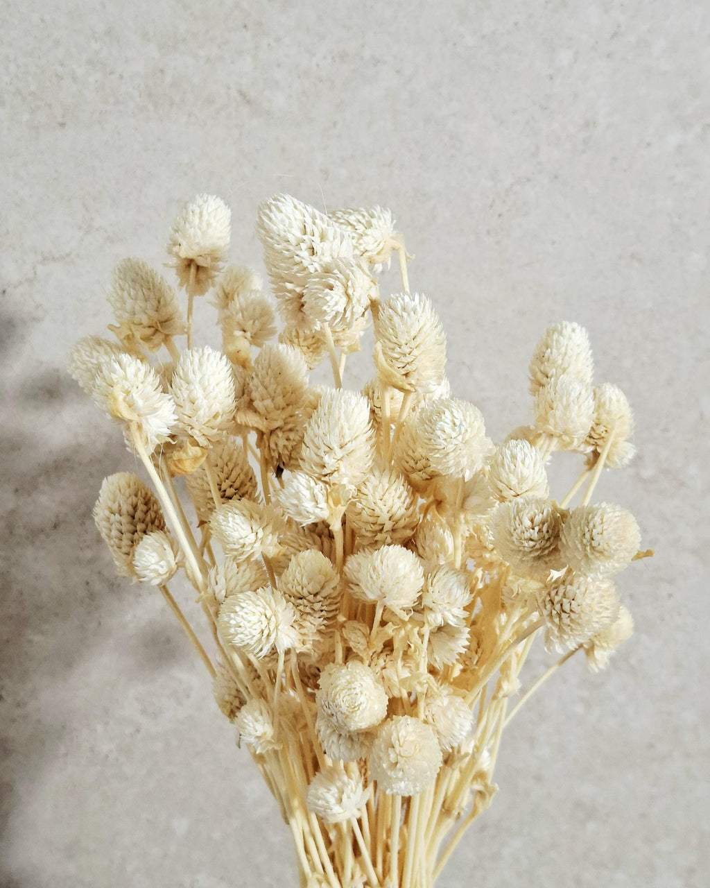 Cream Dried Gomphrena Bouquet (20–25 stems) | Natural Dried Flowers | Home Decor | DIY Craft Supply