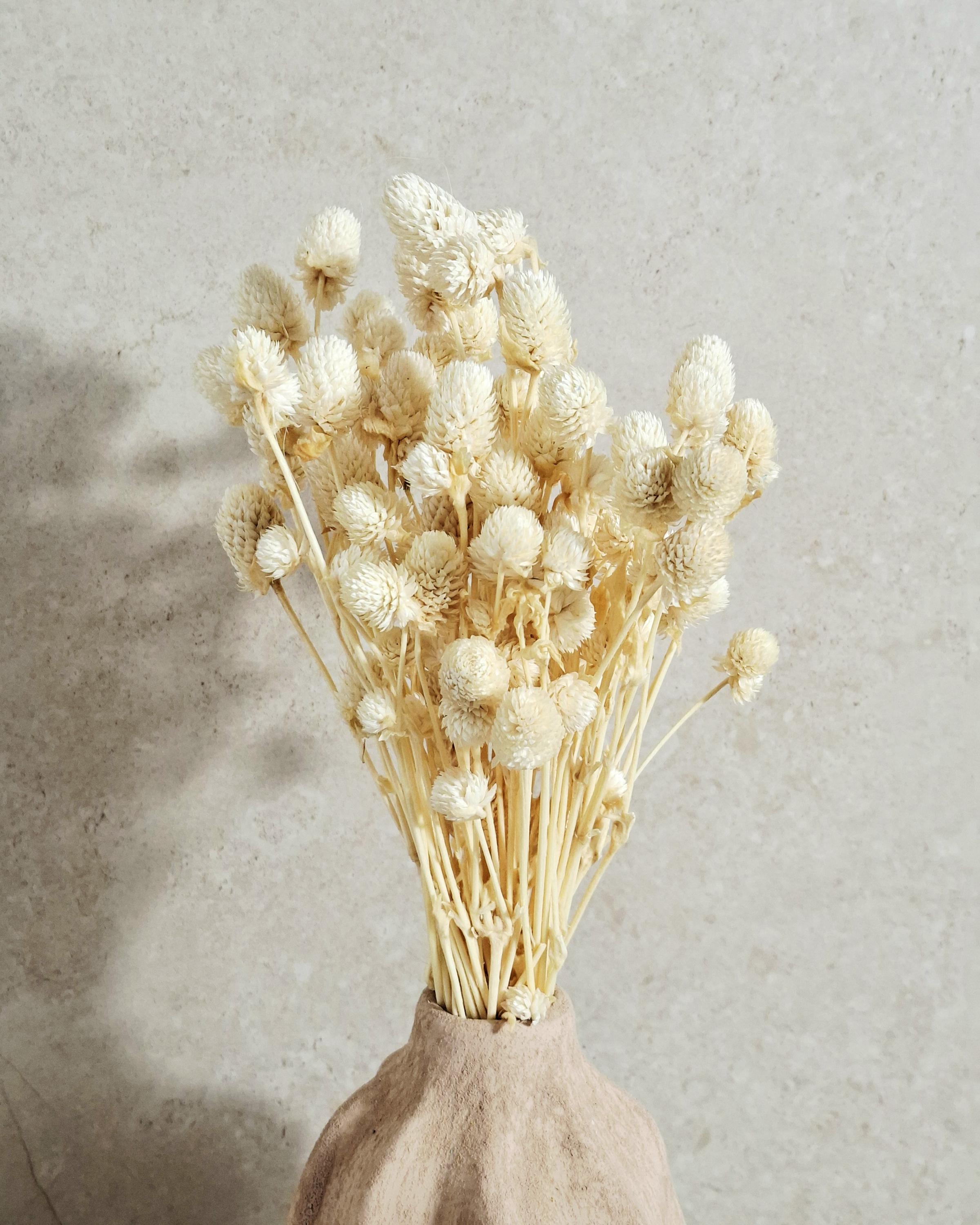 Cream Dried Gomphrena Bouquet (20–25 stems) | Natural Dried Flowers | Home Decor | DIY Craft Supply