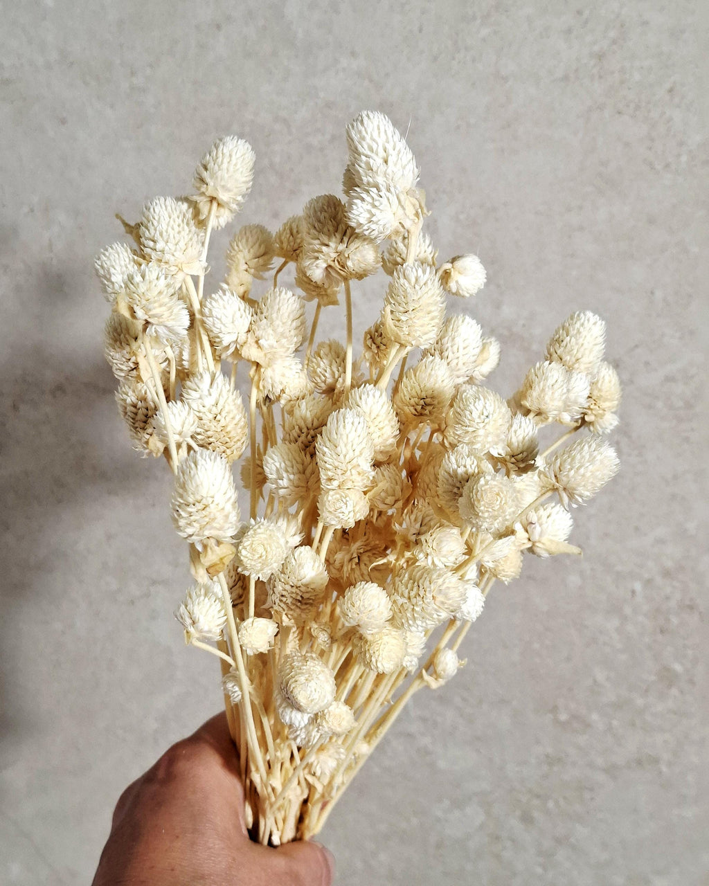 Cream Dried Gomphrena Bouquet (20–25 stems) | Natural Dried Flowers | Home Decor | DIY Craft Supply