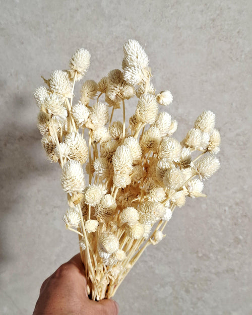 Cream Dried Gomphrena Bouquet (20–25 stems) | Natural Dried Flowers | Home Decor | DIY Craft Supply