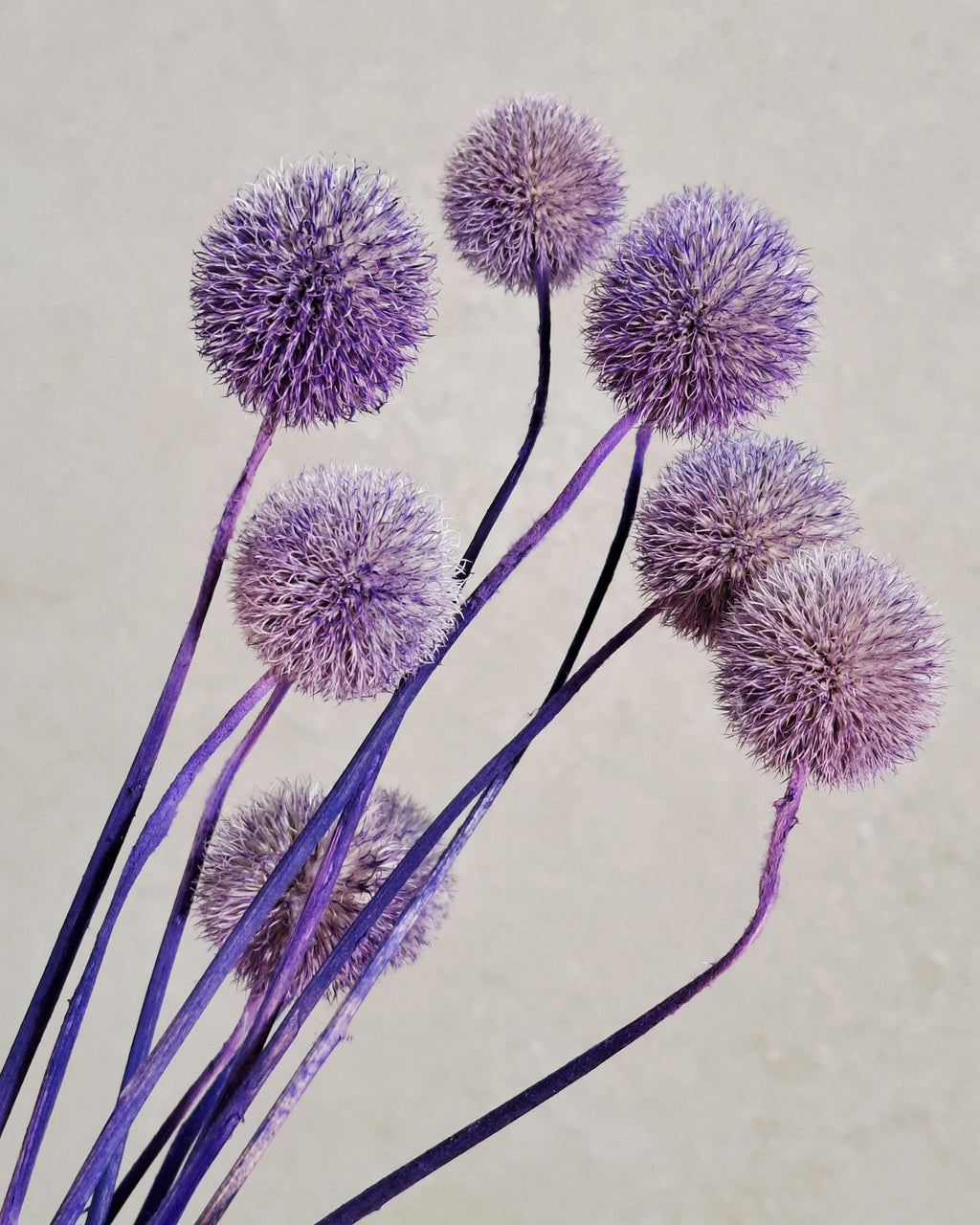 Purple Globe Thistle Stems, Dried Echinops, Purple Dried Flowers, Floral Supply, Craft Material, Short Stems